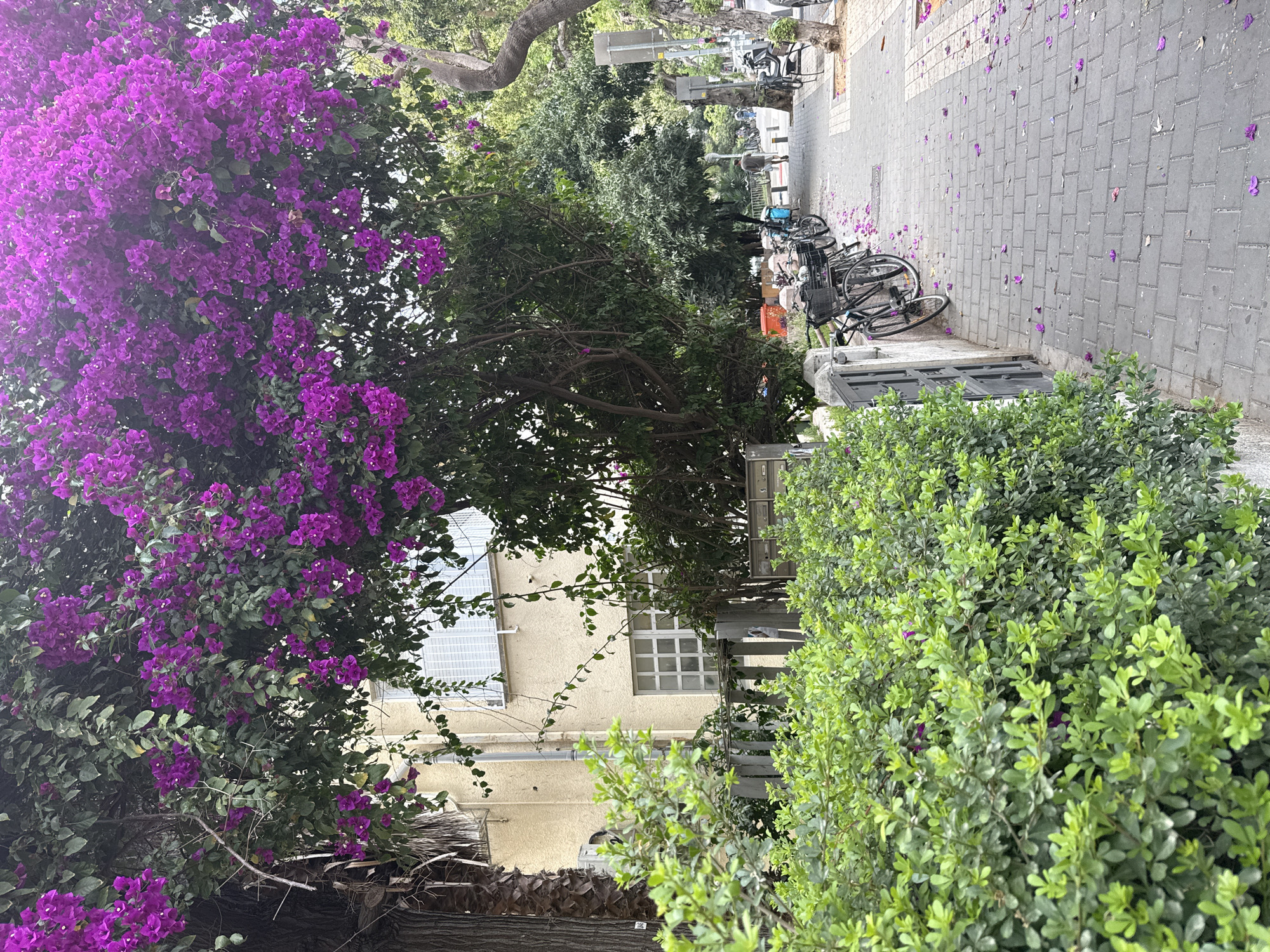 Purple bougainvillea blooms along stone-paved Tel Aviv street