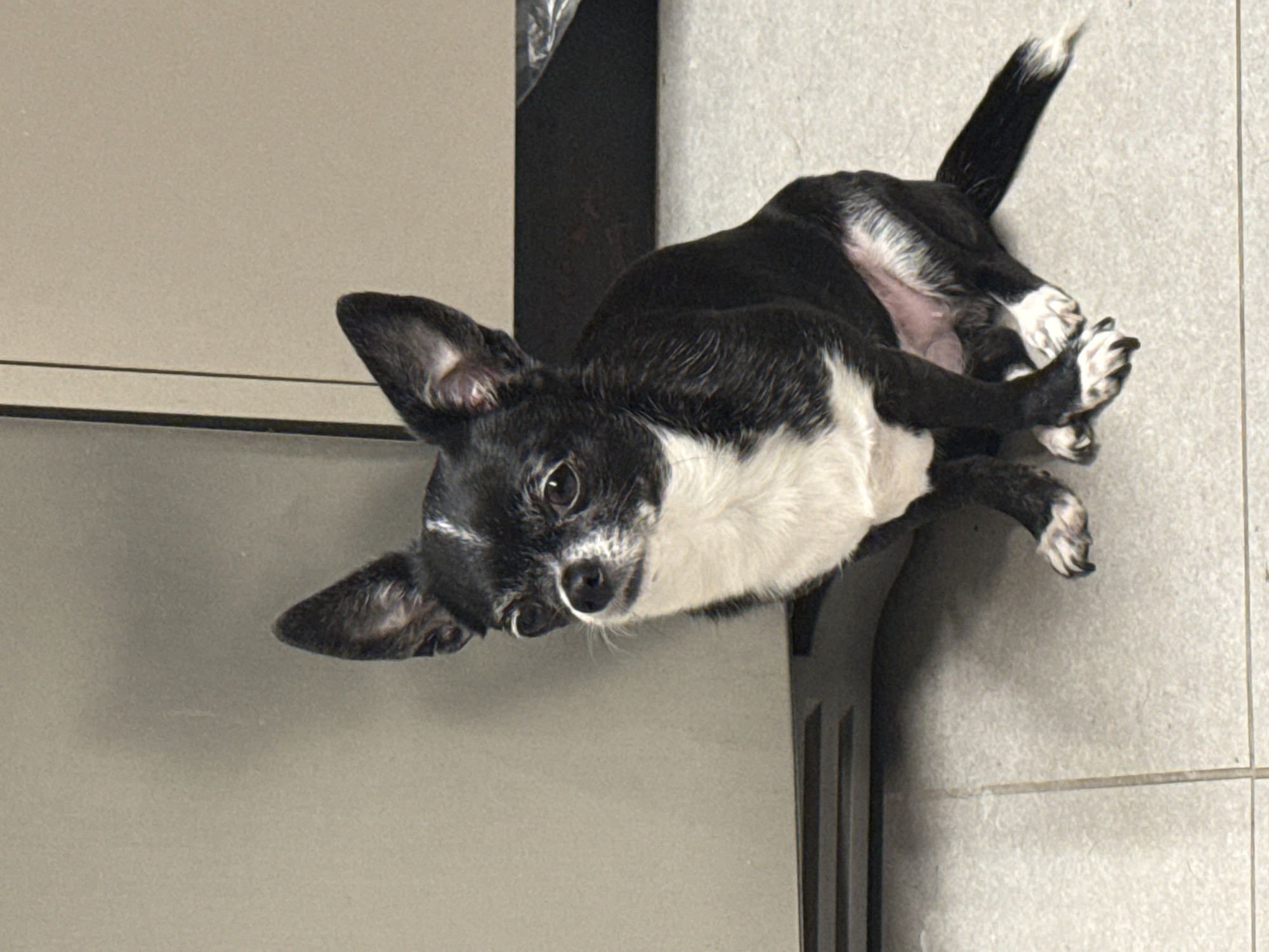 Chihuahua spotted lying playfully on floor in Tel Aviv home