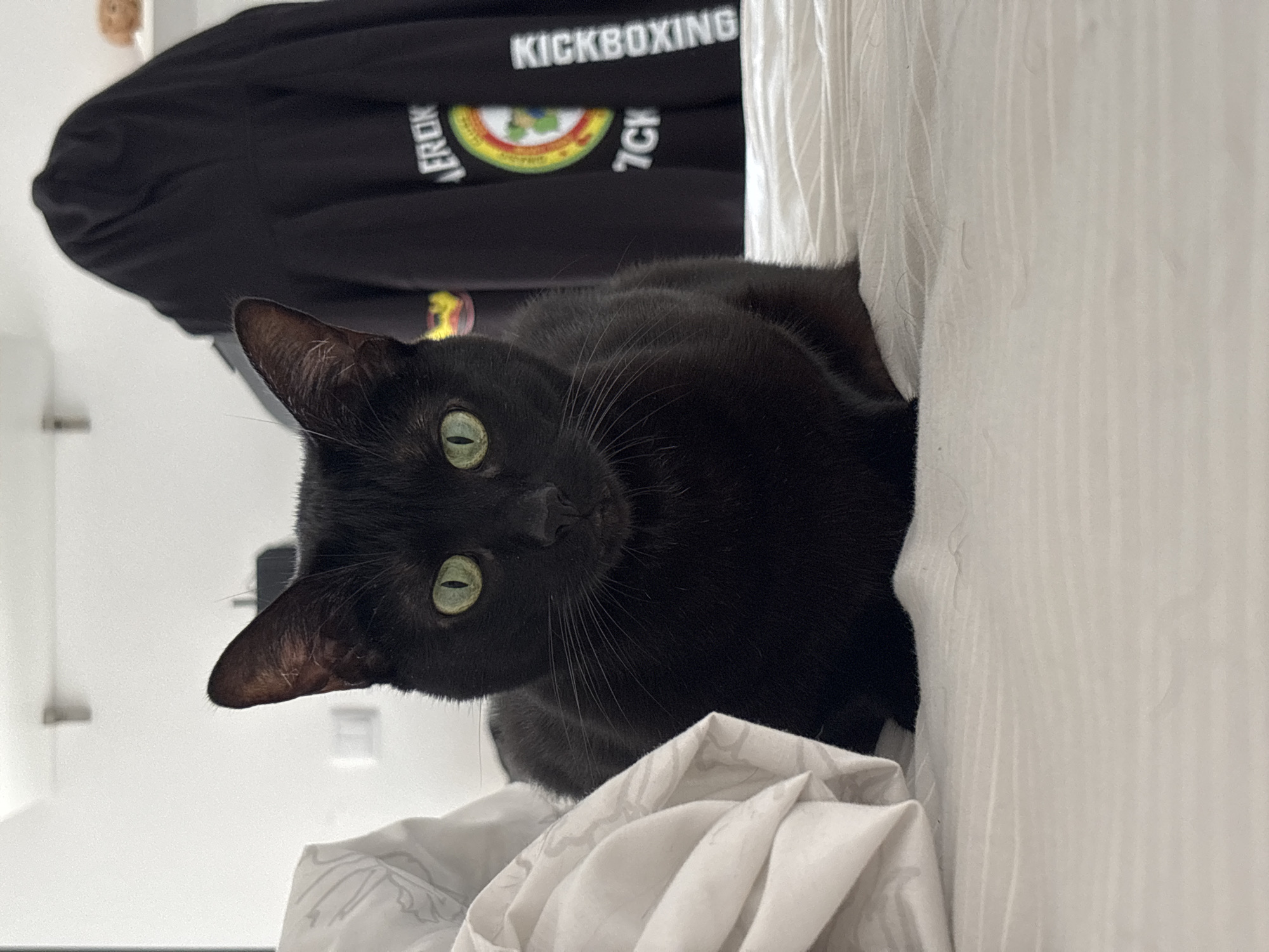 Black cat observed on bed in Mirandela bedroom