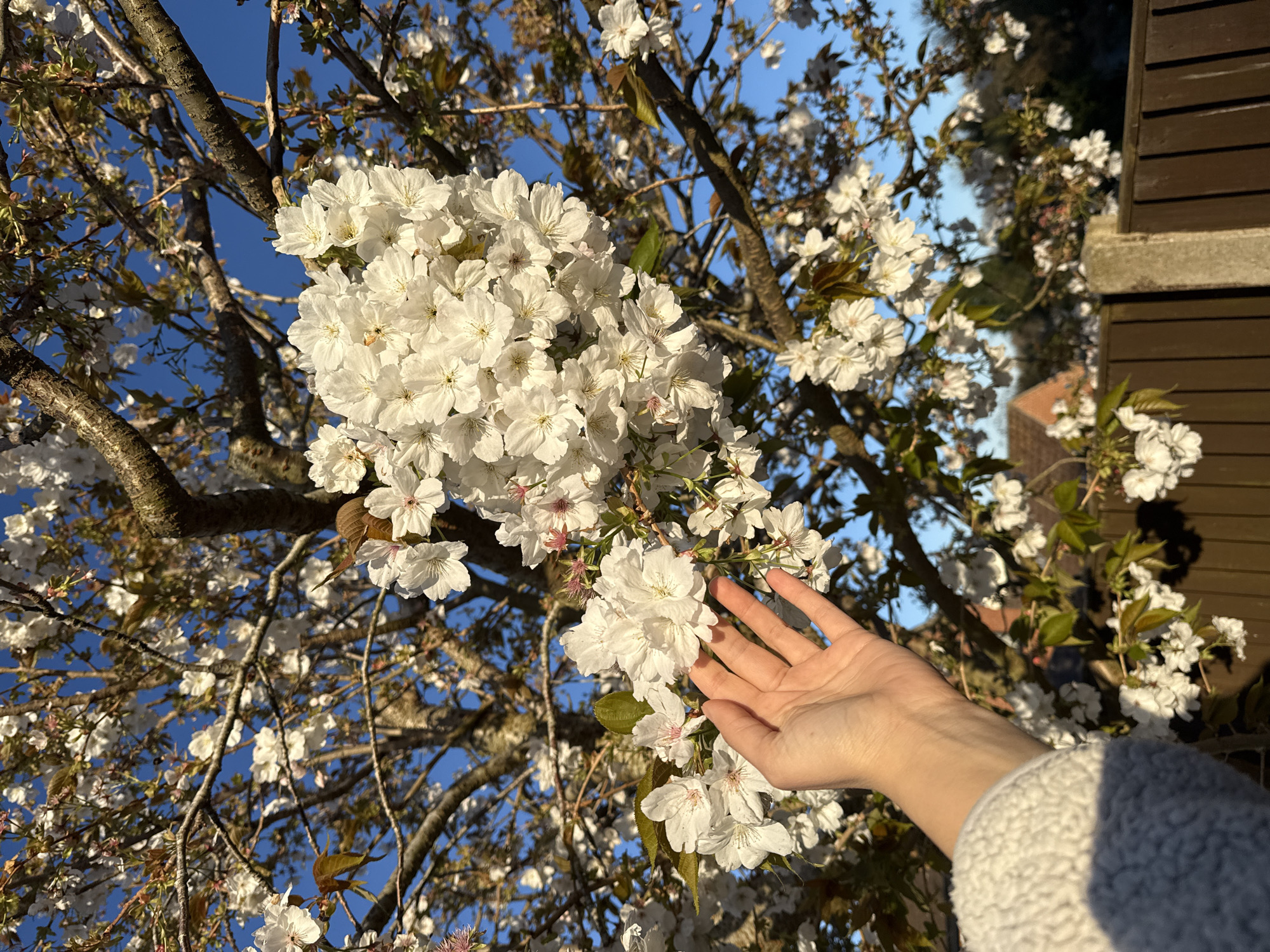 Person touches flowering tree blossoms in Great Yarmouth