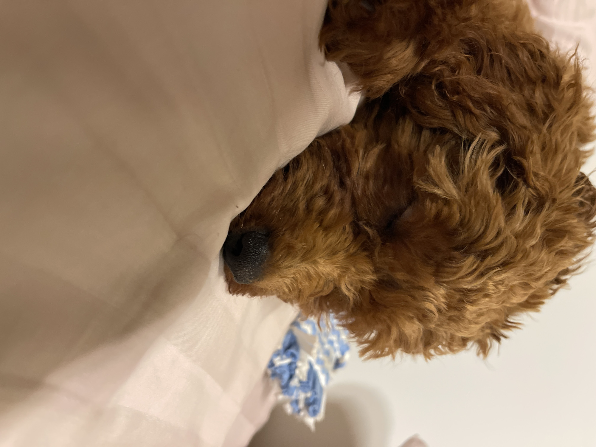Toy poodle puppy sleeps and plays on bed in Sofia