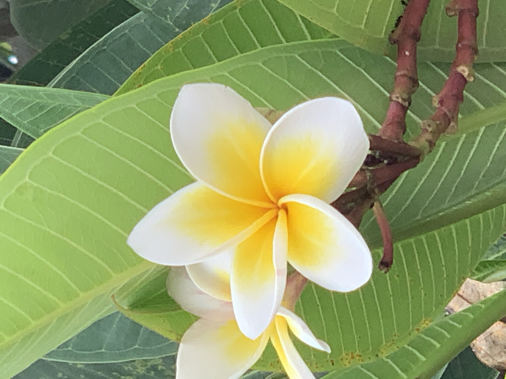 Tropical flowers in close-up, Mae Chan District, Thailand