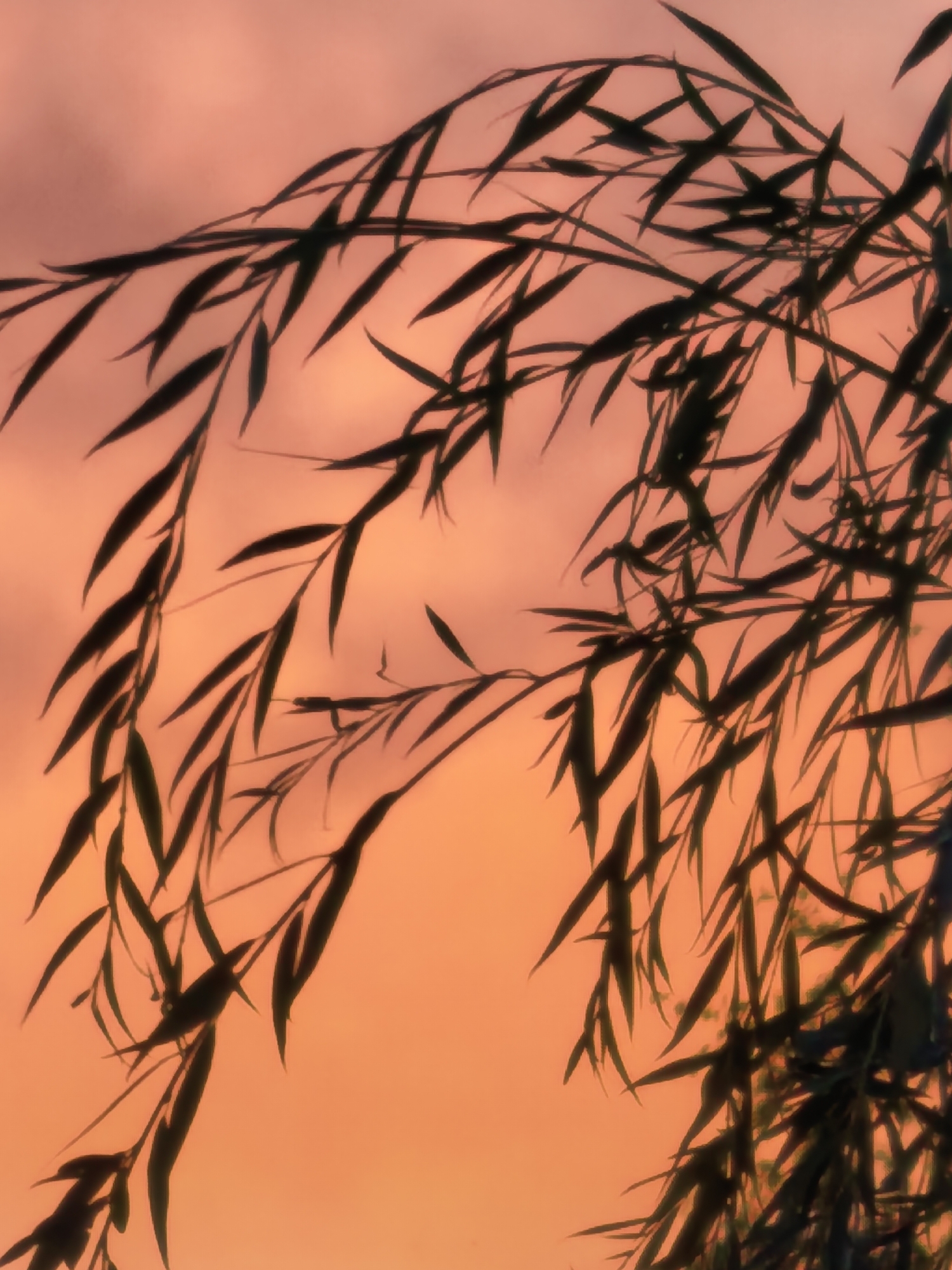 Willow branches and skyline silhouetted against a vivid sunset