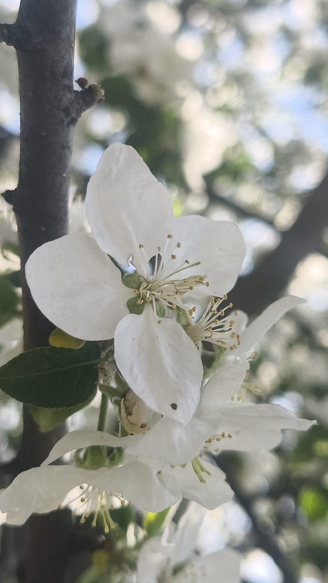 Spring blooms and gardening captured in Prikamskii, Russia