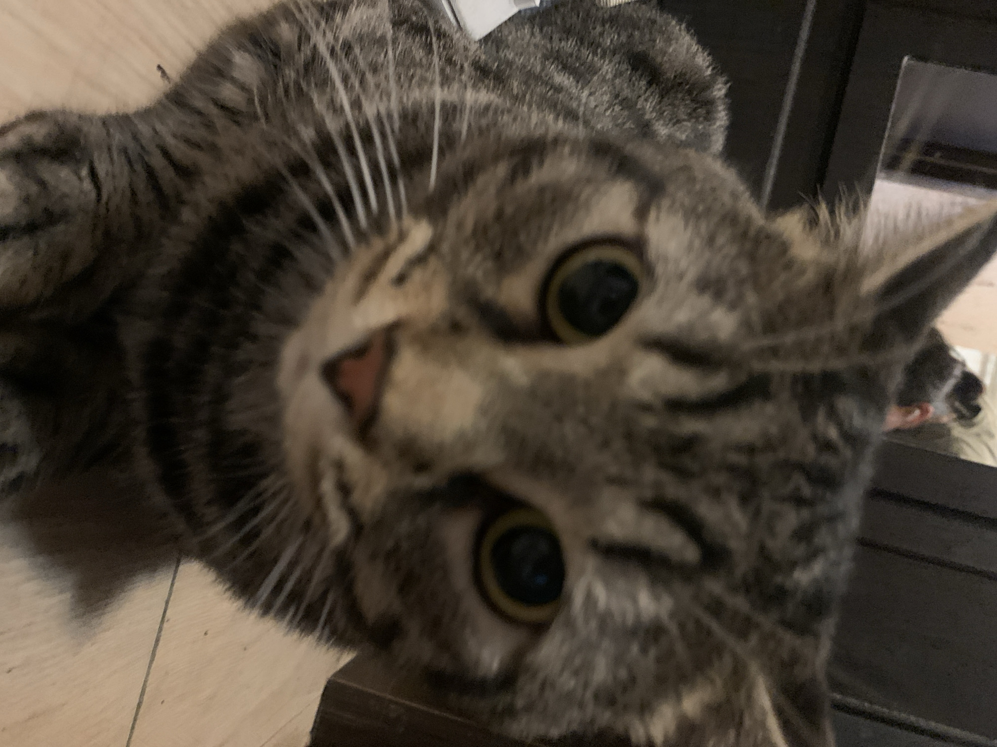 Tabby cat documented throughout Stavropol residence in four-minute sequence