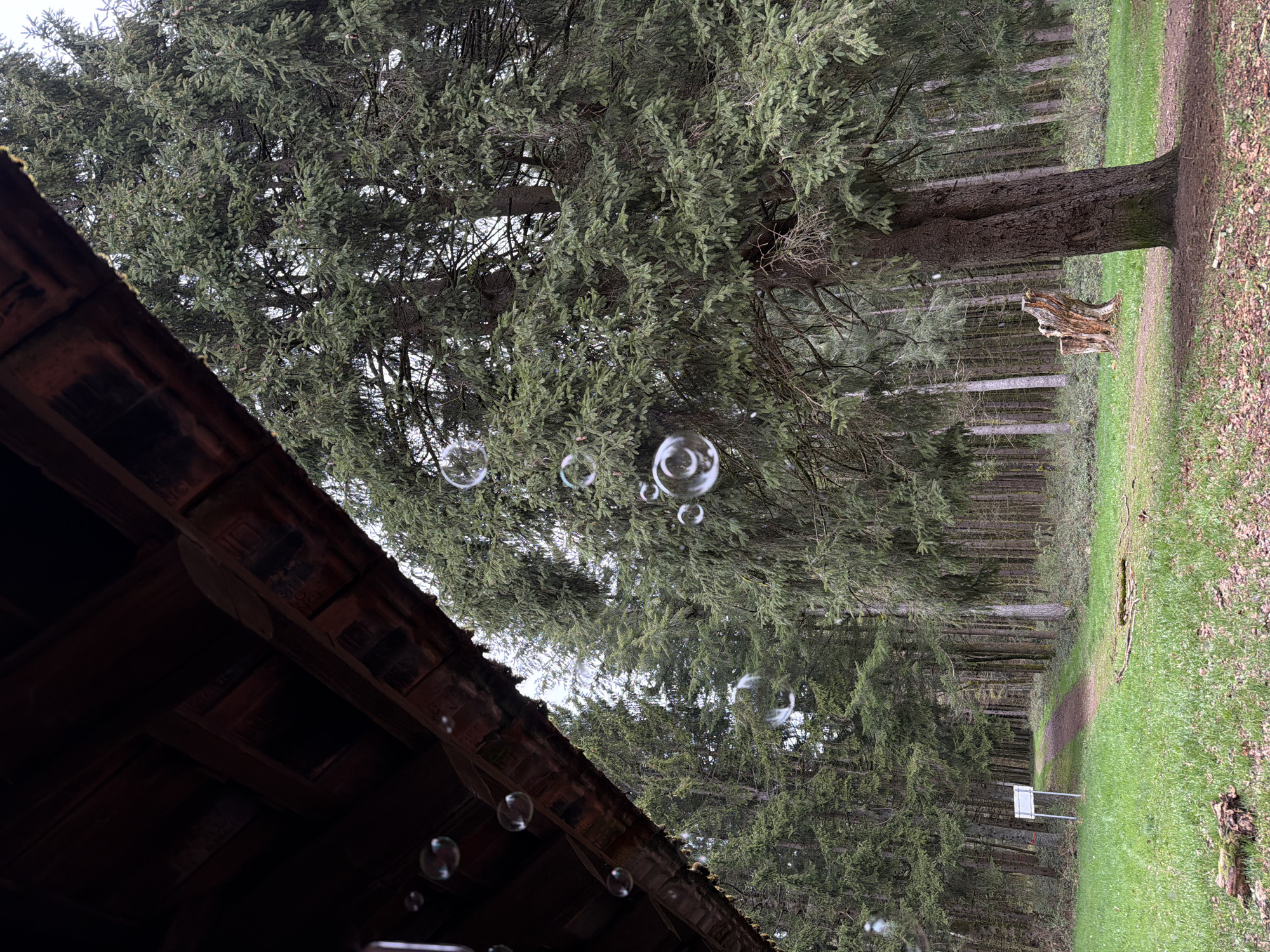 Fire and bubbles captured at La Broque forest location