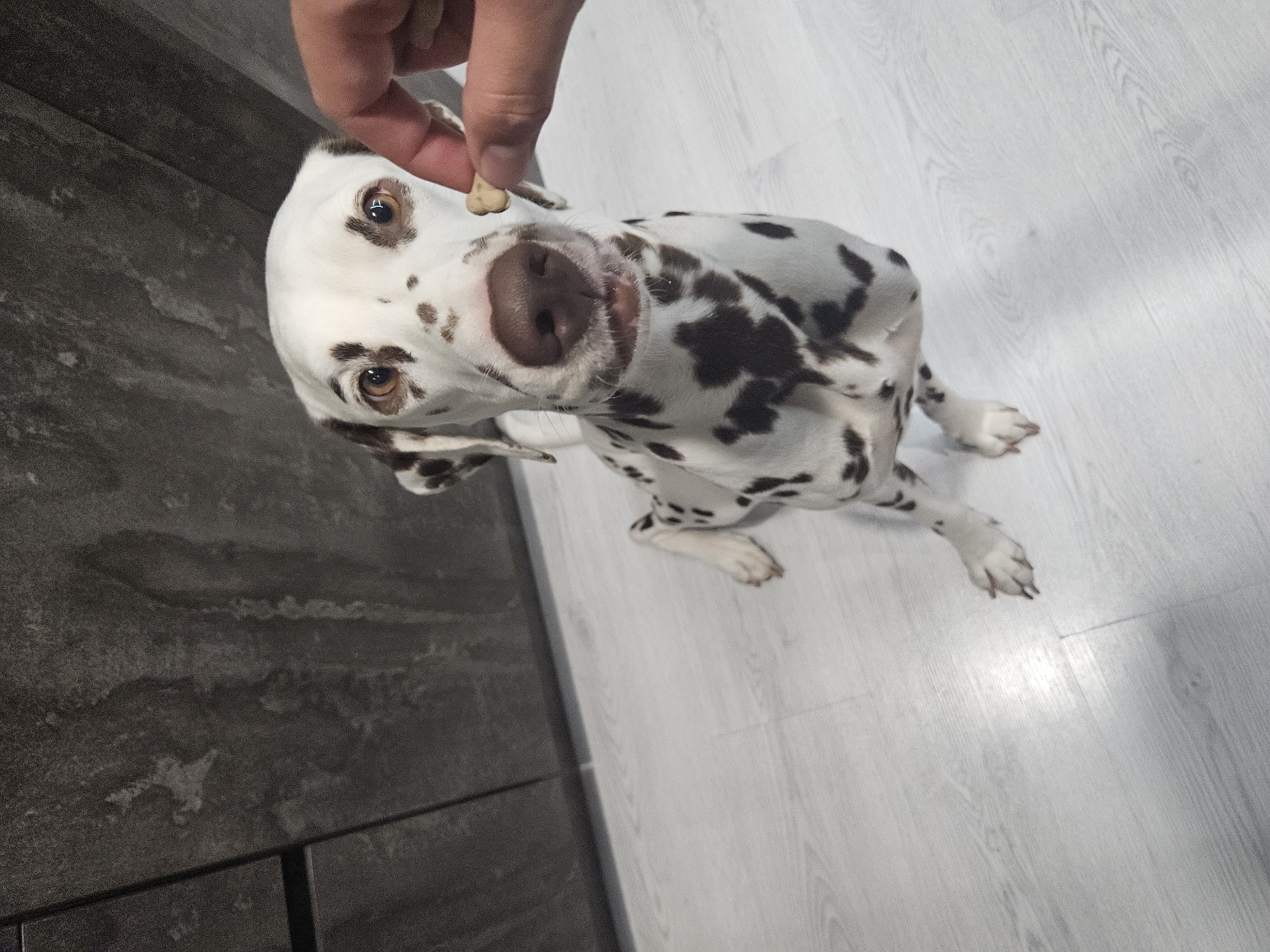 Dalmatian dog moments captured during evening in Elin Pelin