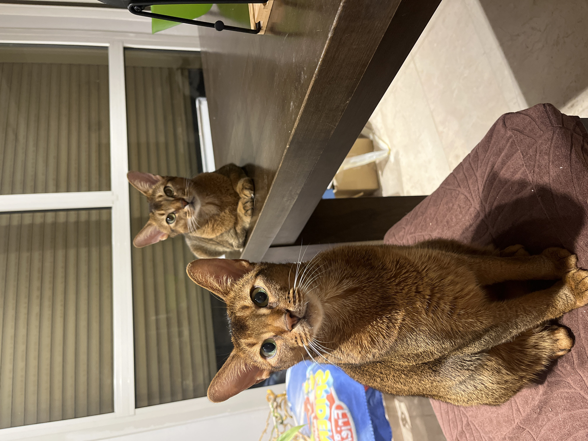 Two Abyssinian cats chilling indoors on cushion and table