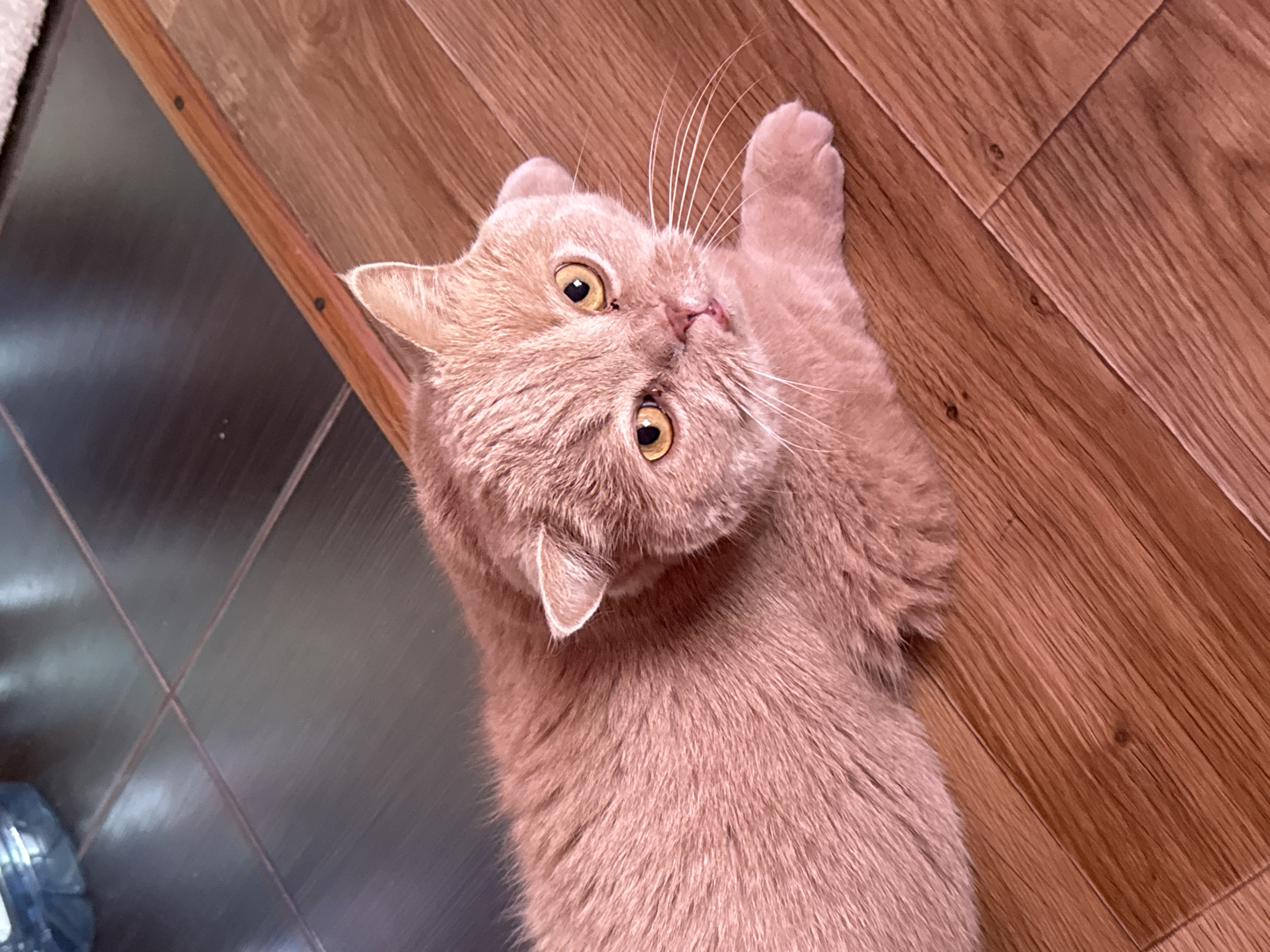 Orange tabby chills at home while someone drives in sunshine