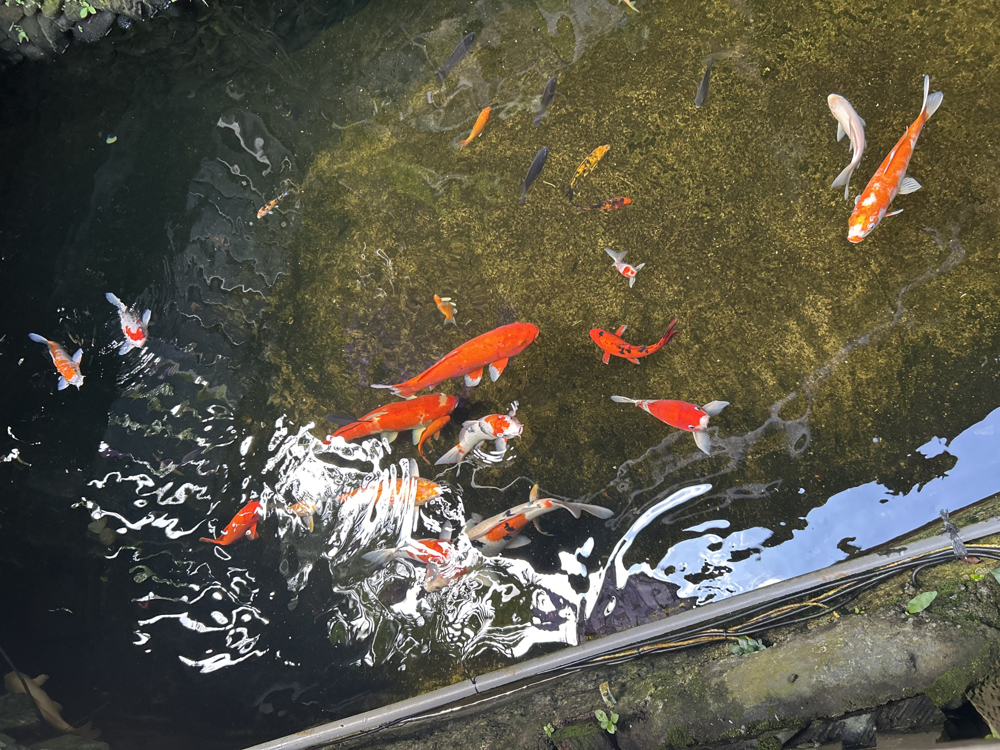 Inside a Balinese retreat: koi ponds, temple statues, and floral offerings