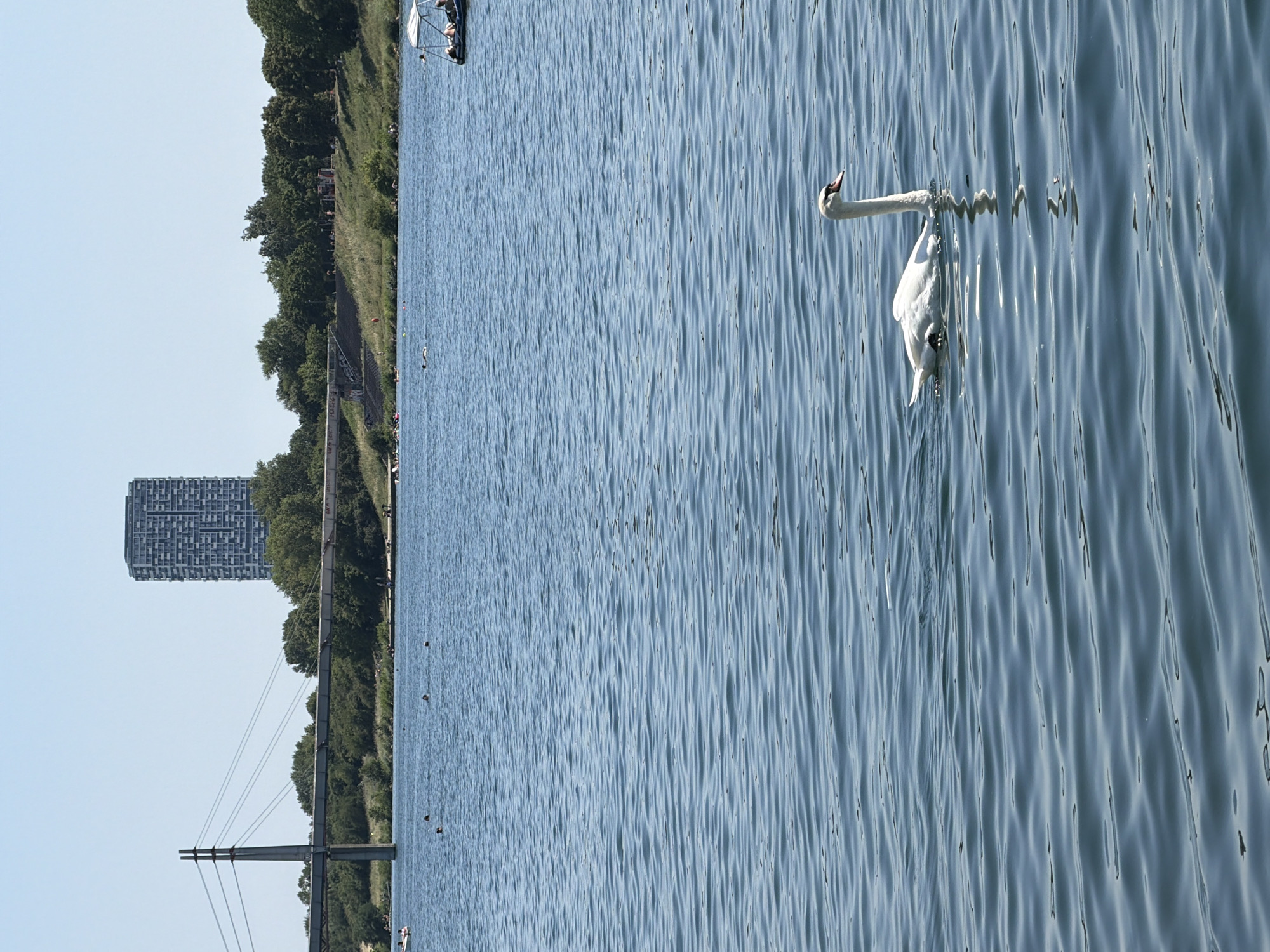 Sunny city waterfront: swans, skyline, and a bridge
