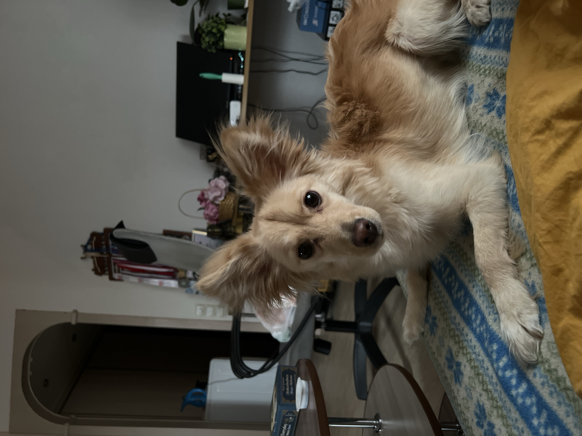 Tan dog photographed resting on patterned blanket in Perm