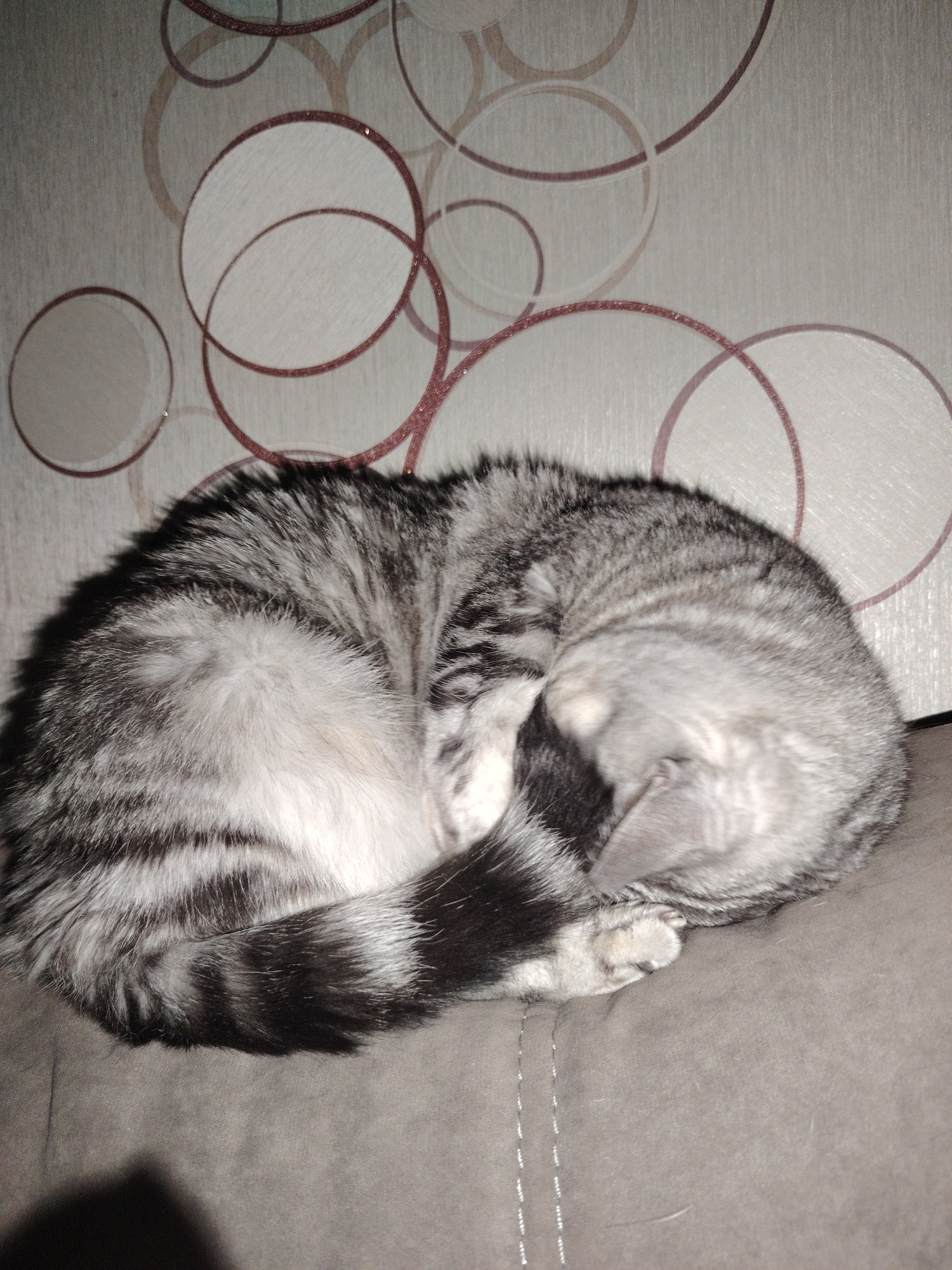 Cats napping on furniture captured in afternoon observations