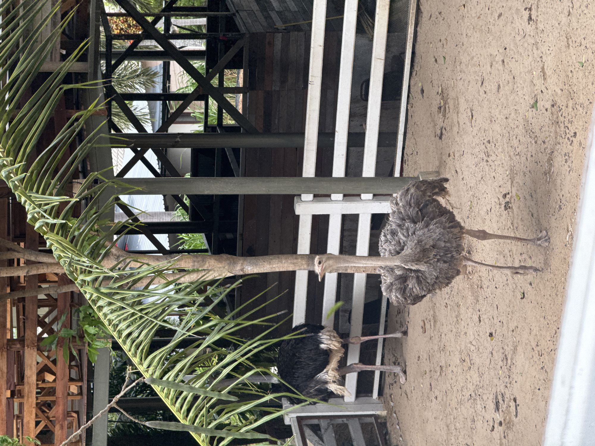 Ostriches and goats at a Ko Samui animal attraction