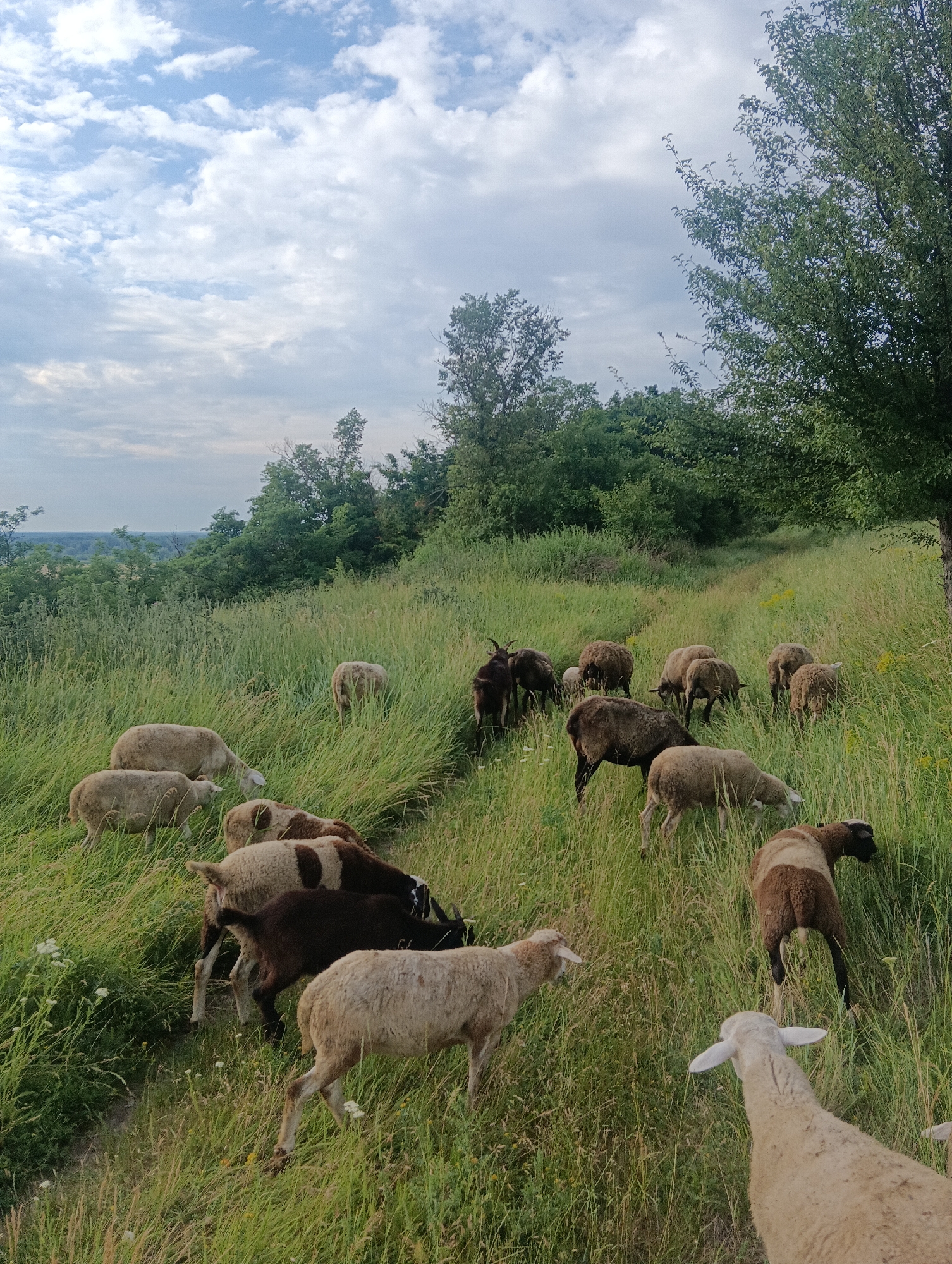 Sheep and goats moving through green rural hillside