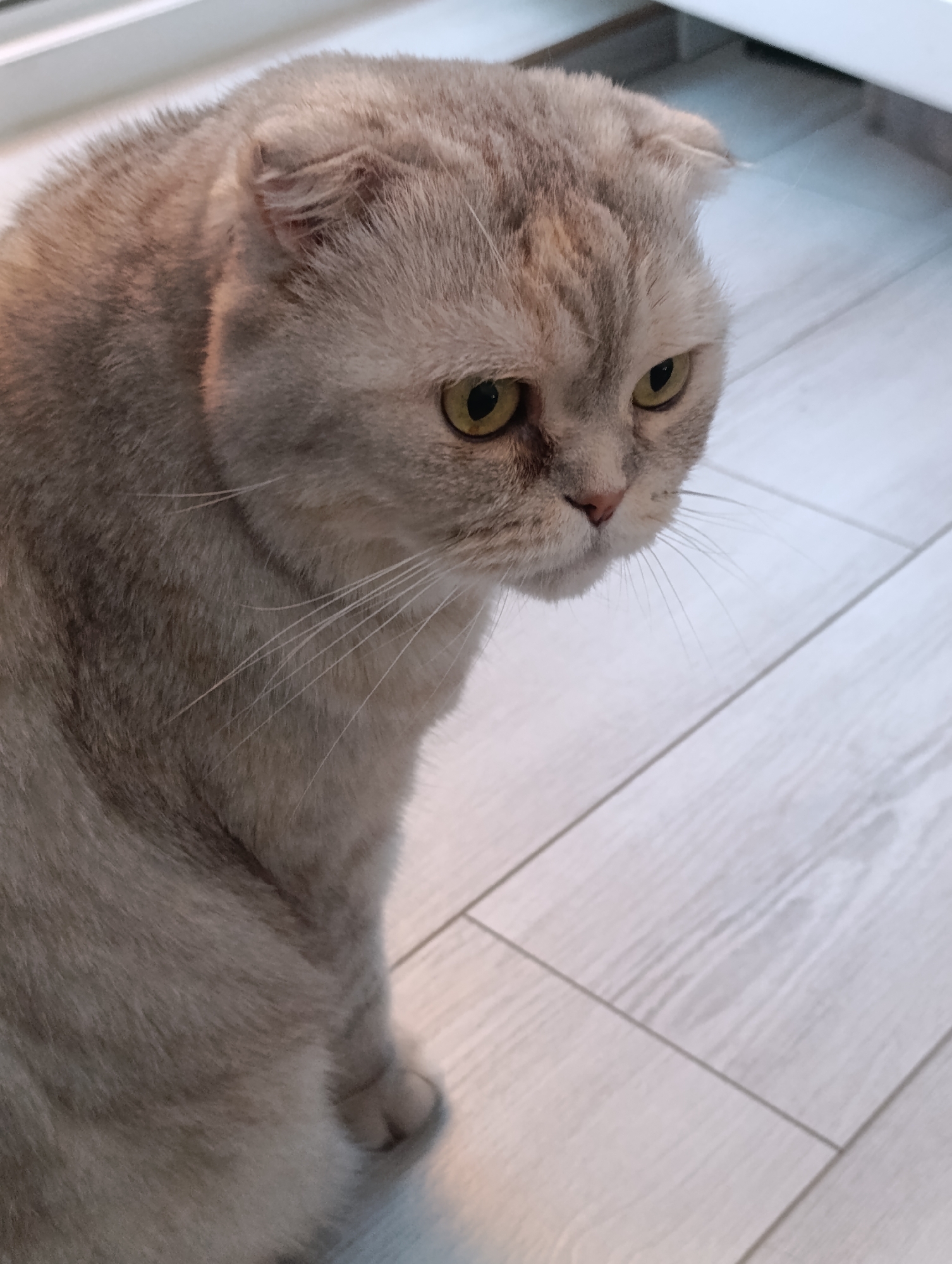 Scottish Fold cat and black Pomeranian at home in Minsk