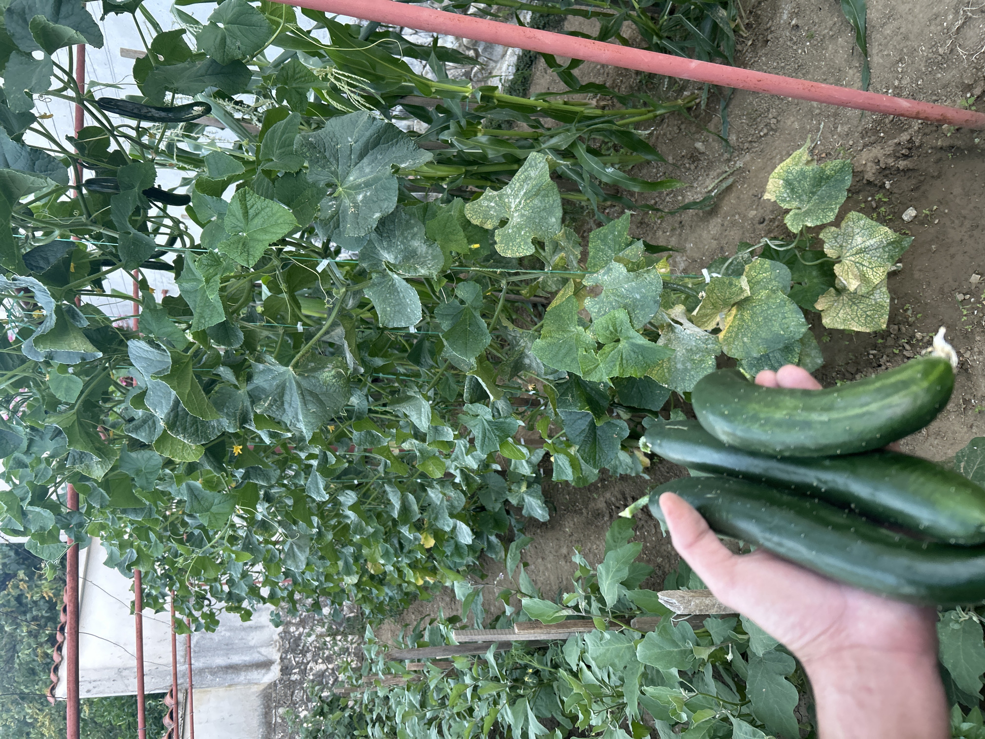 Fresh cucumbers and pepper plants in a Bulgarian garden