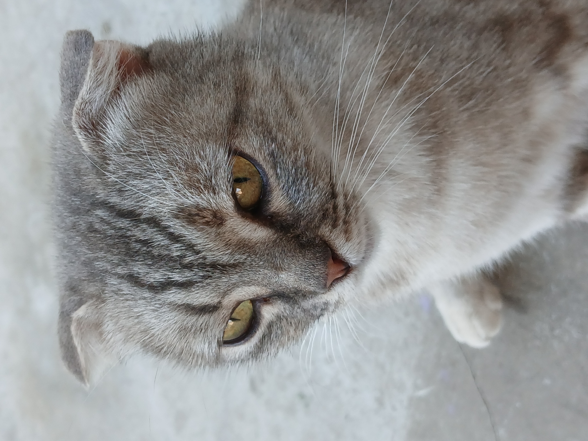 Backyard life in Korenovsk: animals, blooms, and a fading sky