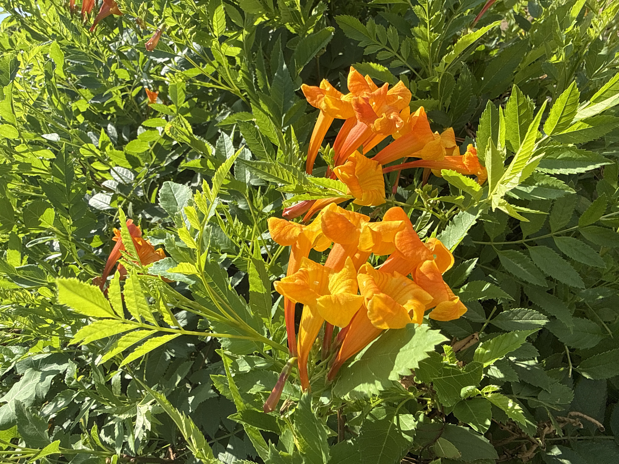 Lod park in bloom: flowers, greenery, and a resting cat