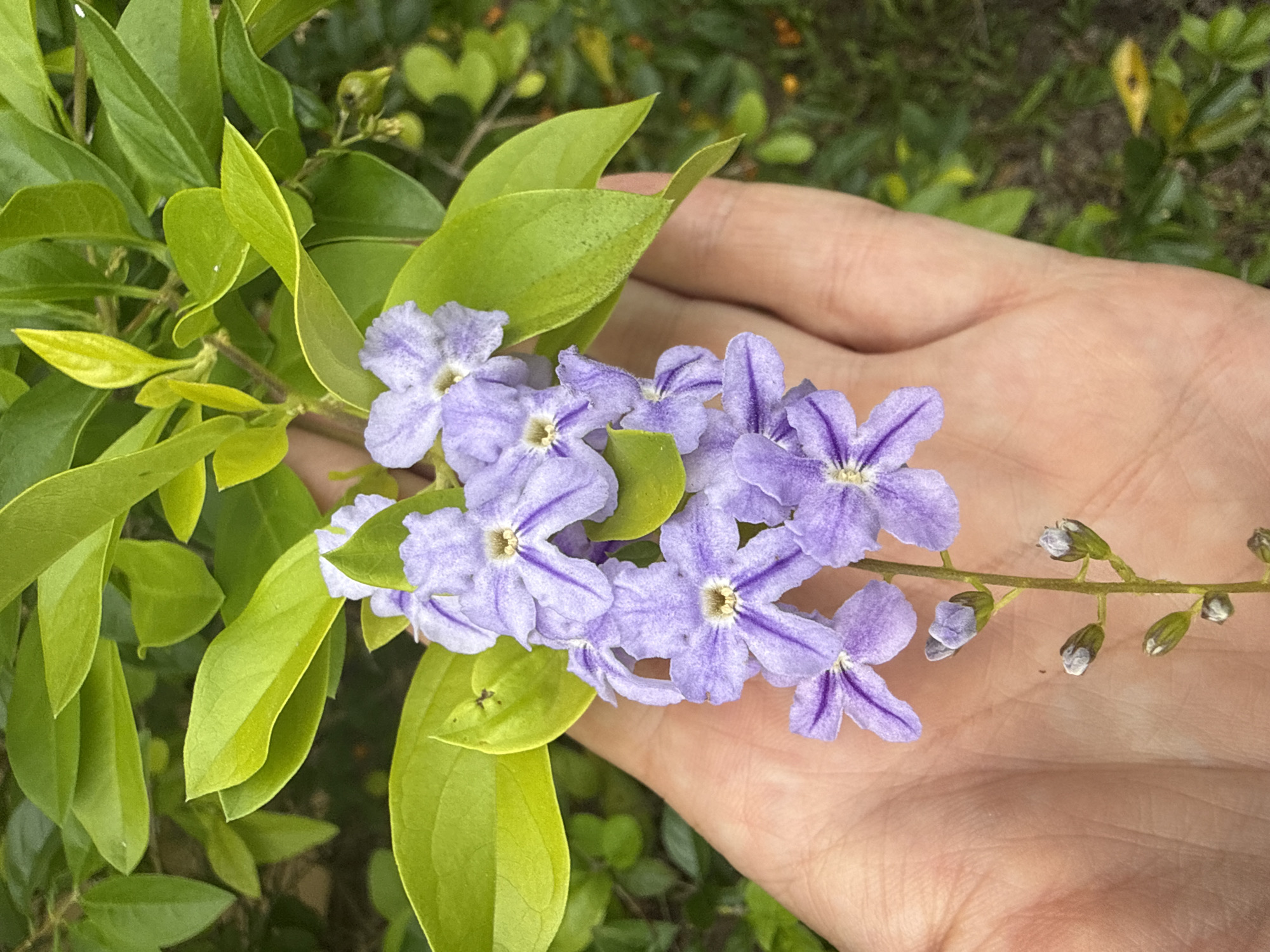 Wildflowers and garden blooms explored in Baan Mae Nam