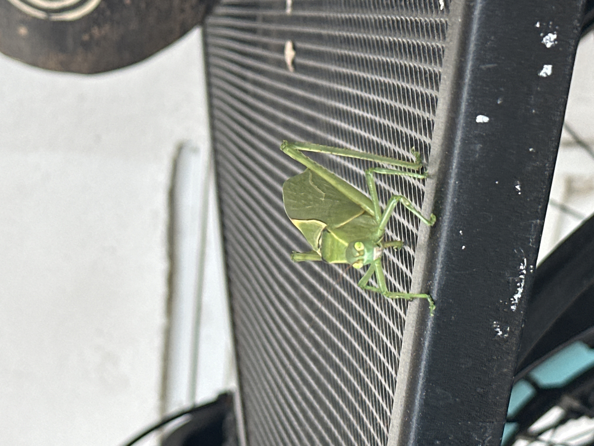Green katydid spotted on radiator in Puebla, Mexico