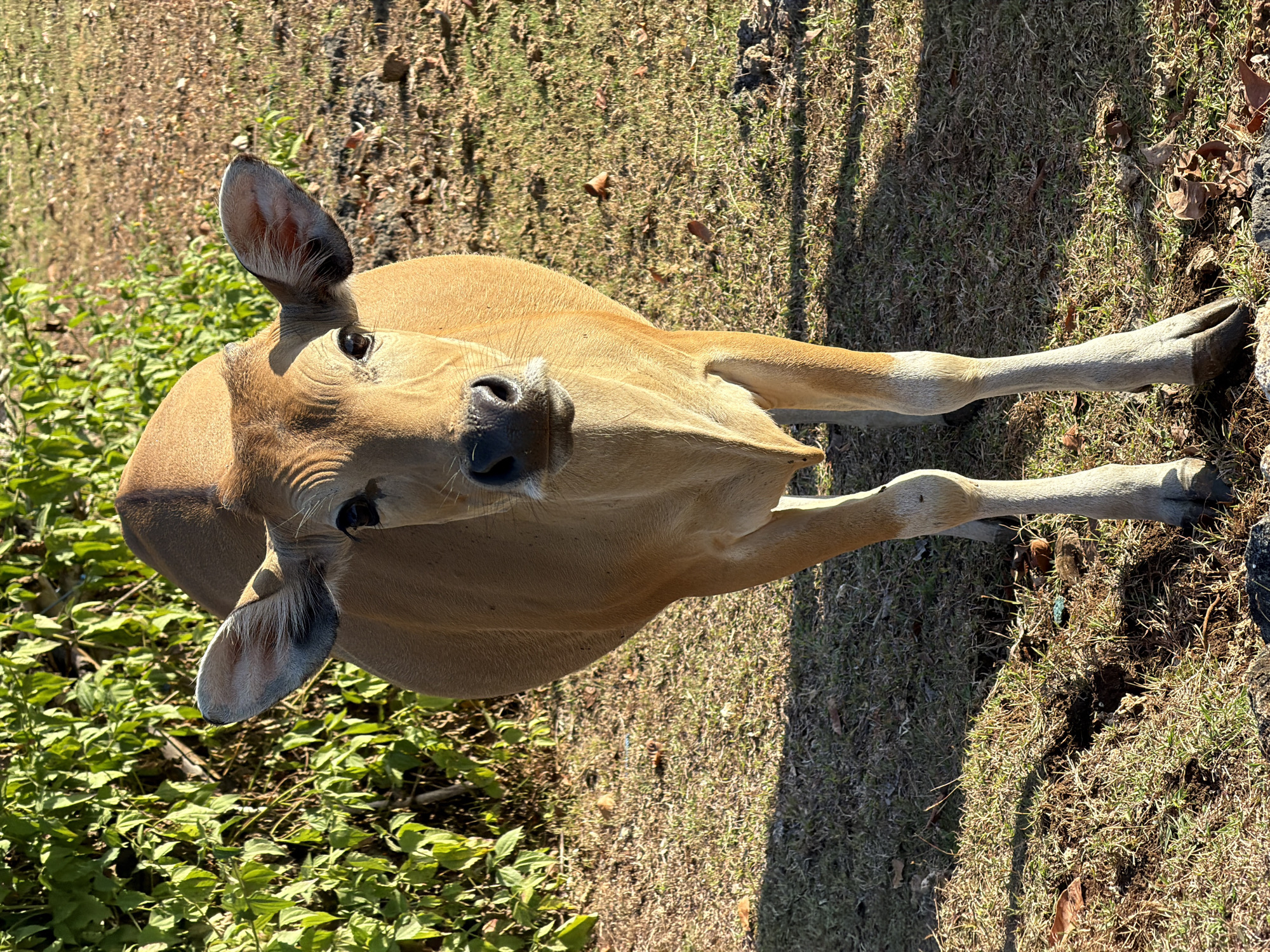 Cattle grazing on a sunny hillside in Kuta Selatan