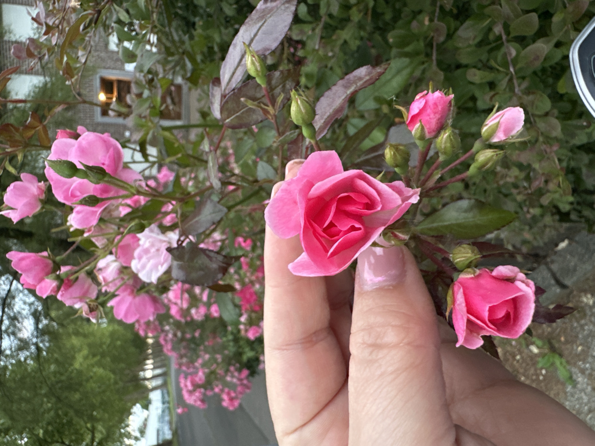 Evening stroll through Krefeld's roses, wildflowers, and open skies