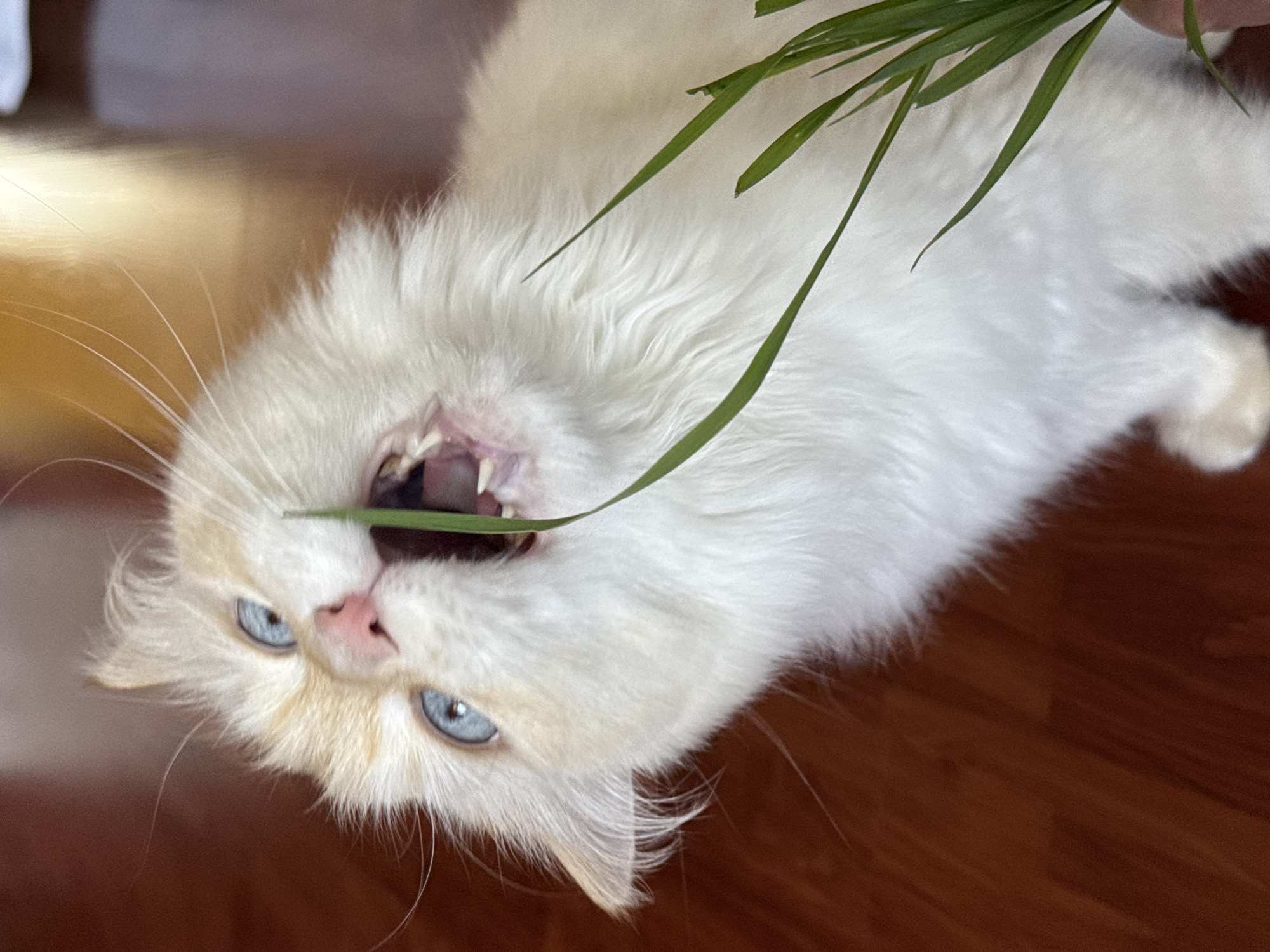 Flame point cat enjoys grass feeding session in Chaikovsky home