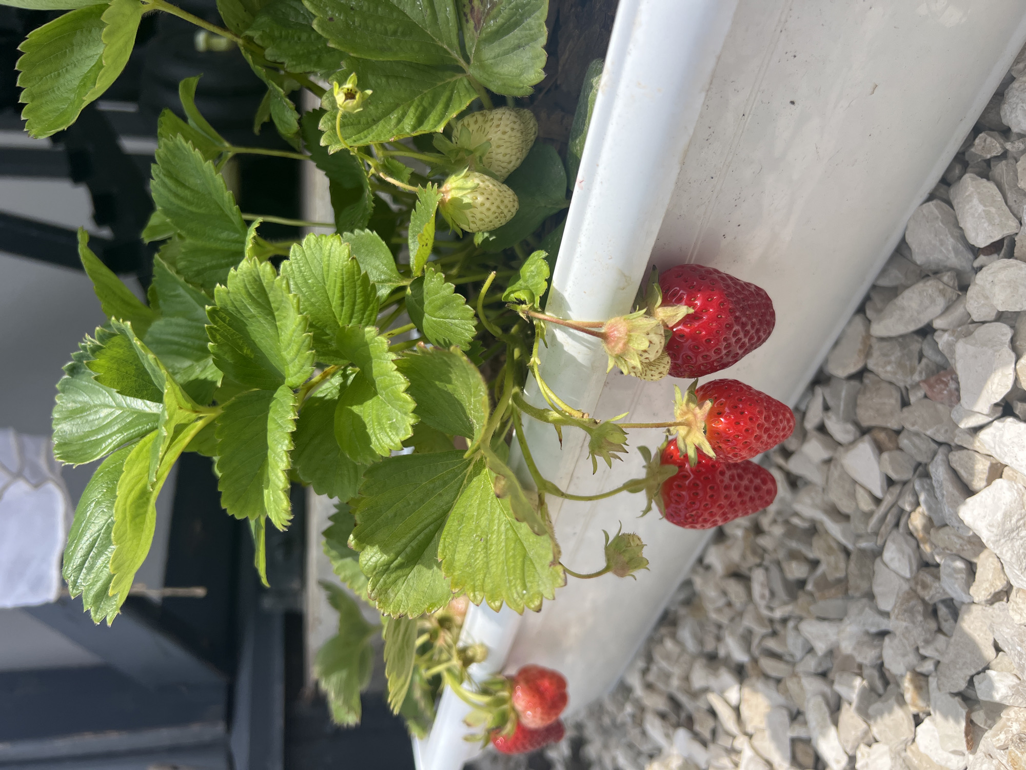 Garden tour captures strawberries, peas, roses in bloom