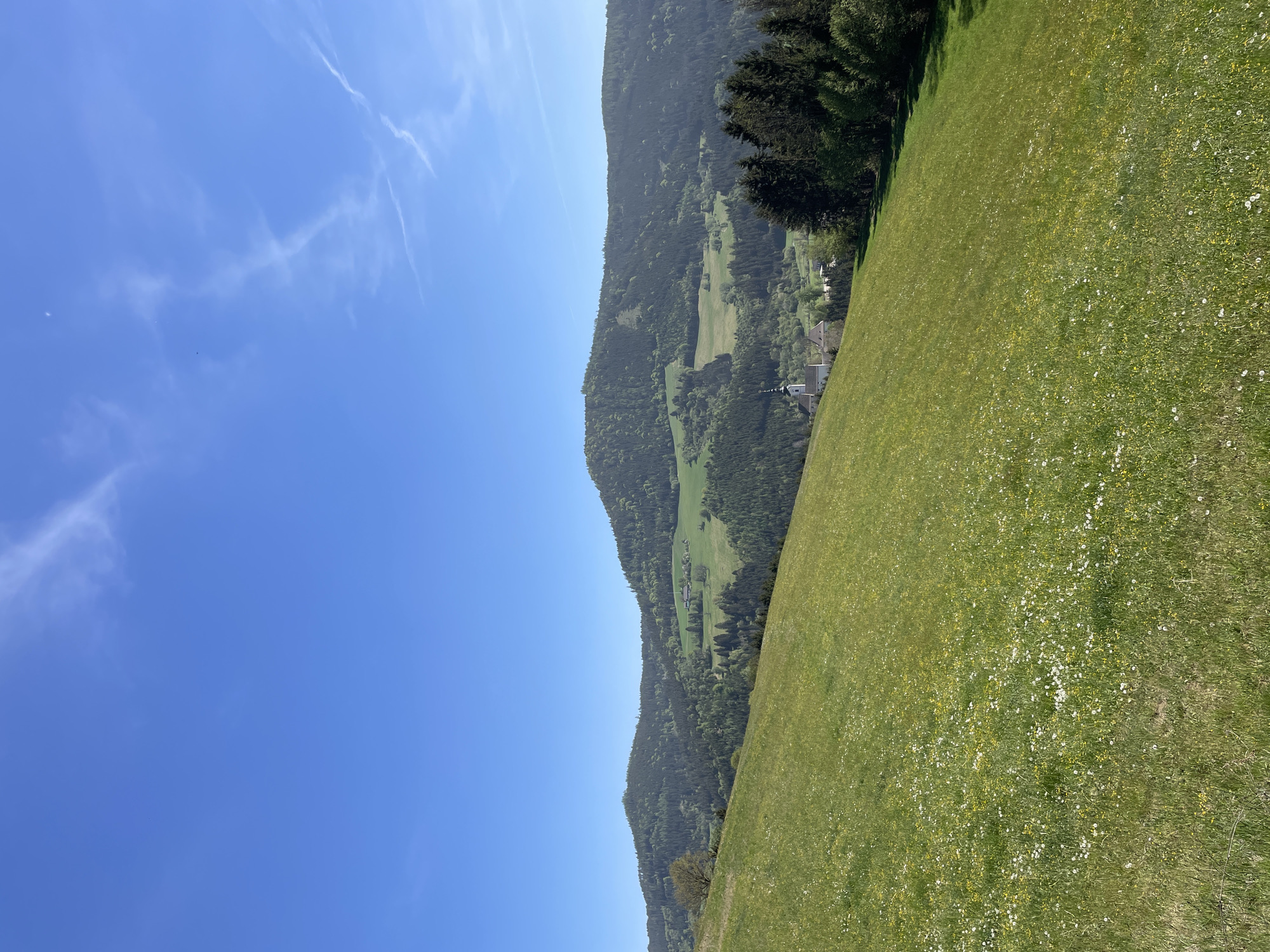 Spring wildflowers bloom in Austrian countryside field