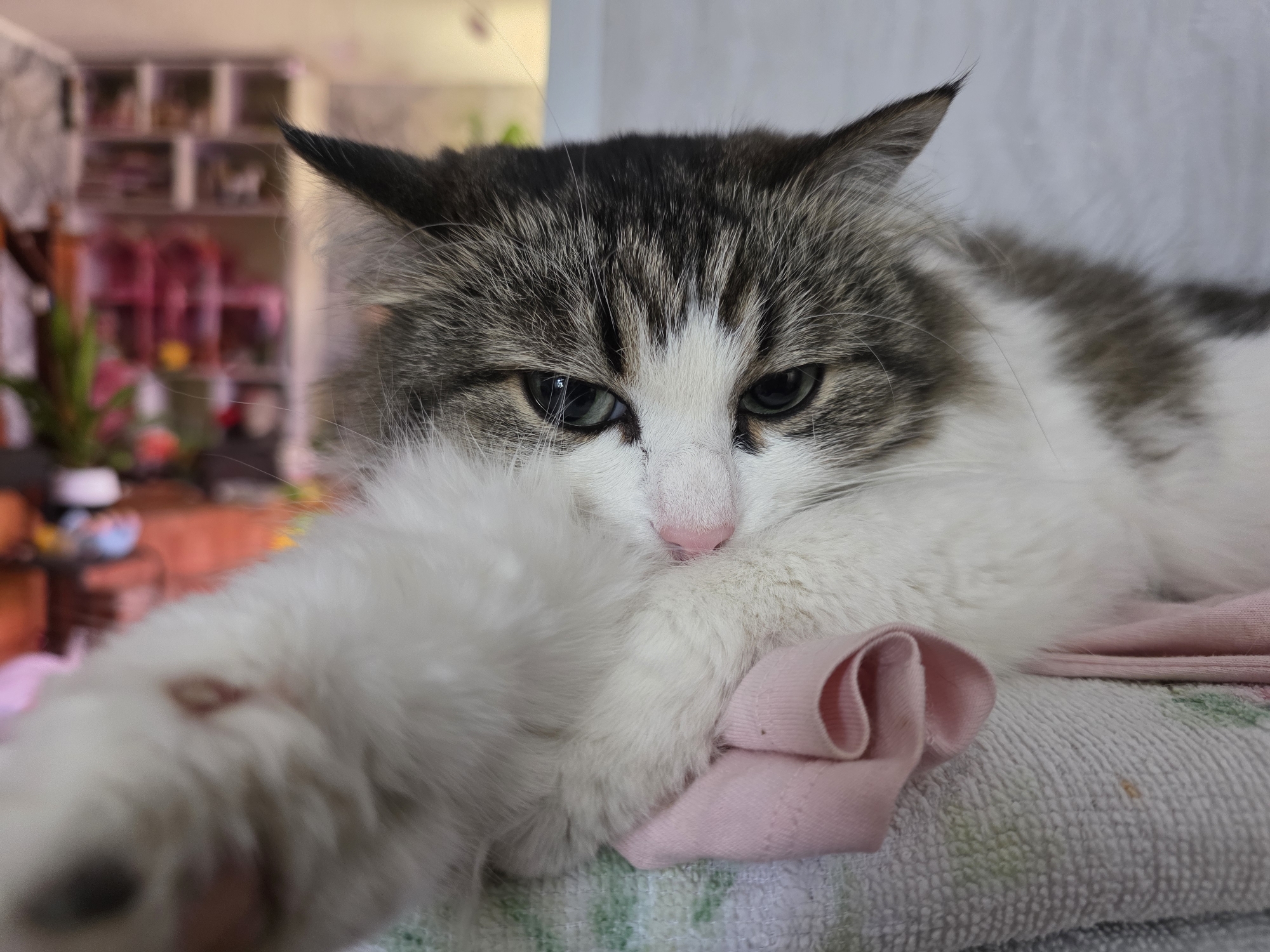 Cat and spring flowers photographed in Chaikovsky, Russia