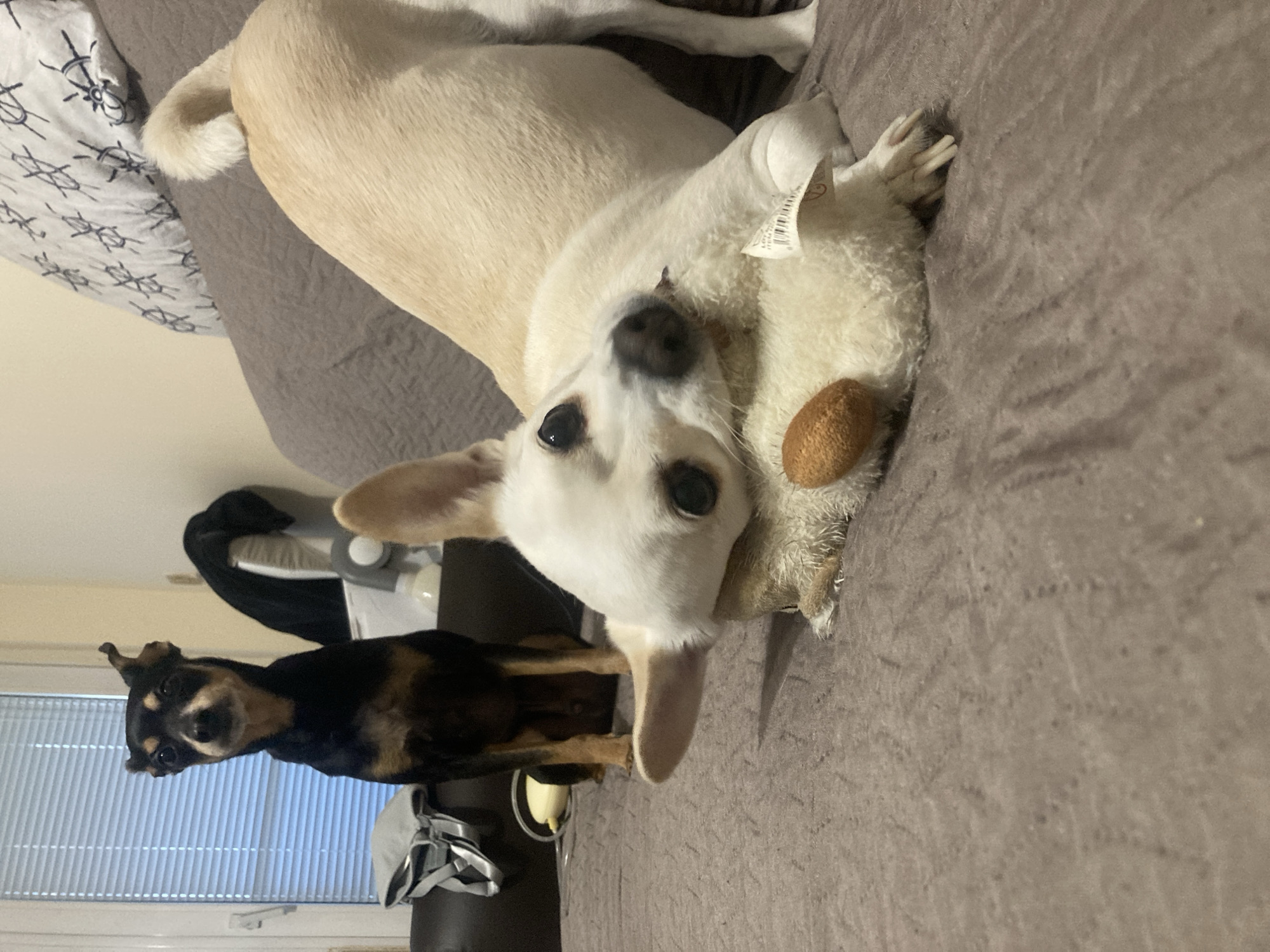 Dogs on the couch and handmade ornaments at home in Burgas