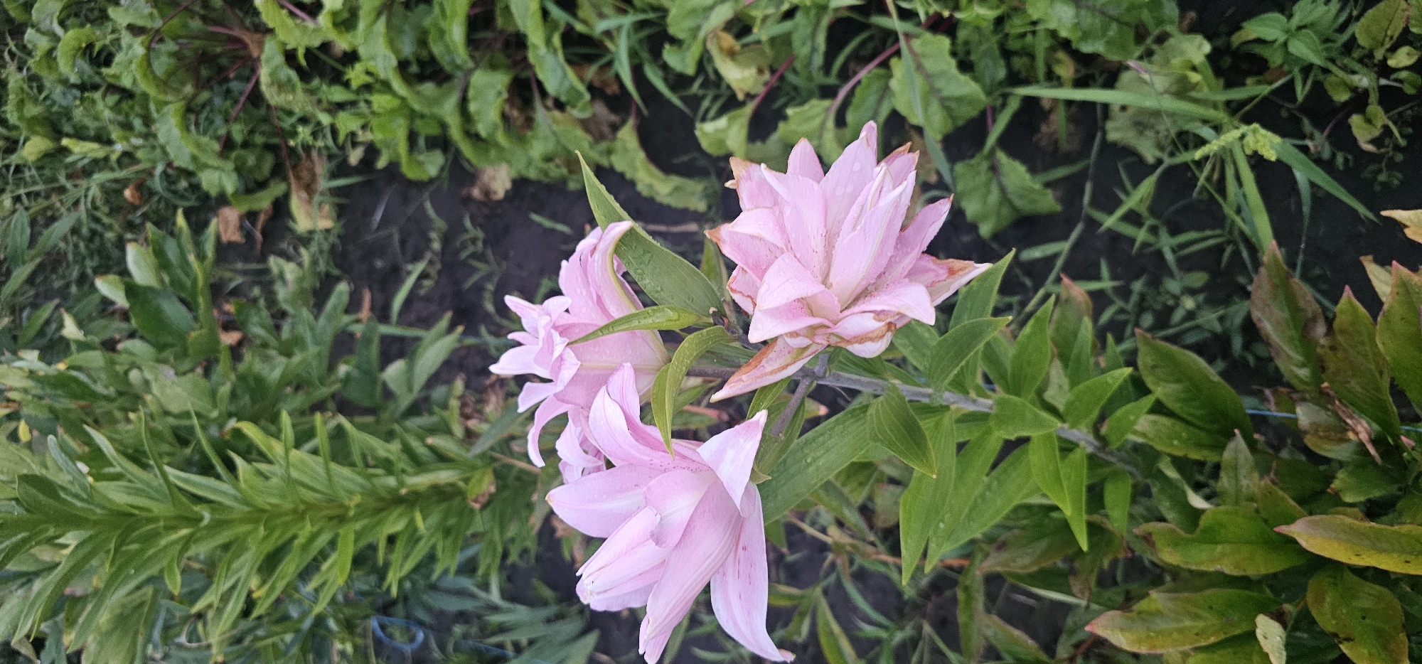 A thriving summer garden full of flowers, vegetables, and life.