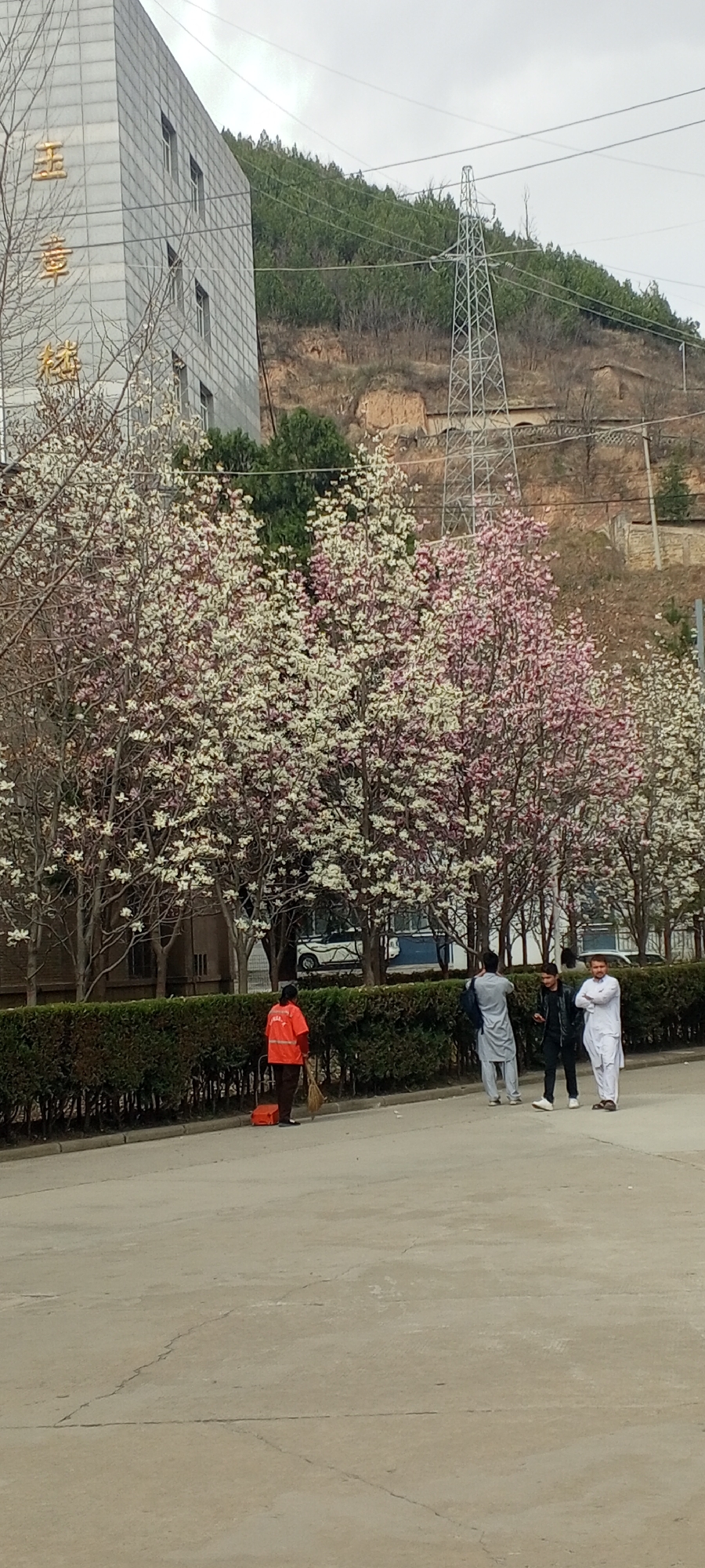 Two men walk tree-lined street in blooming Baota District