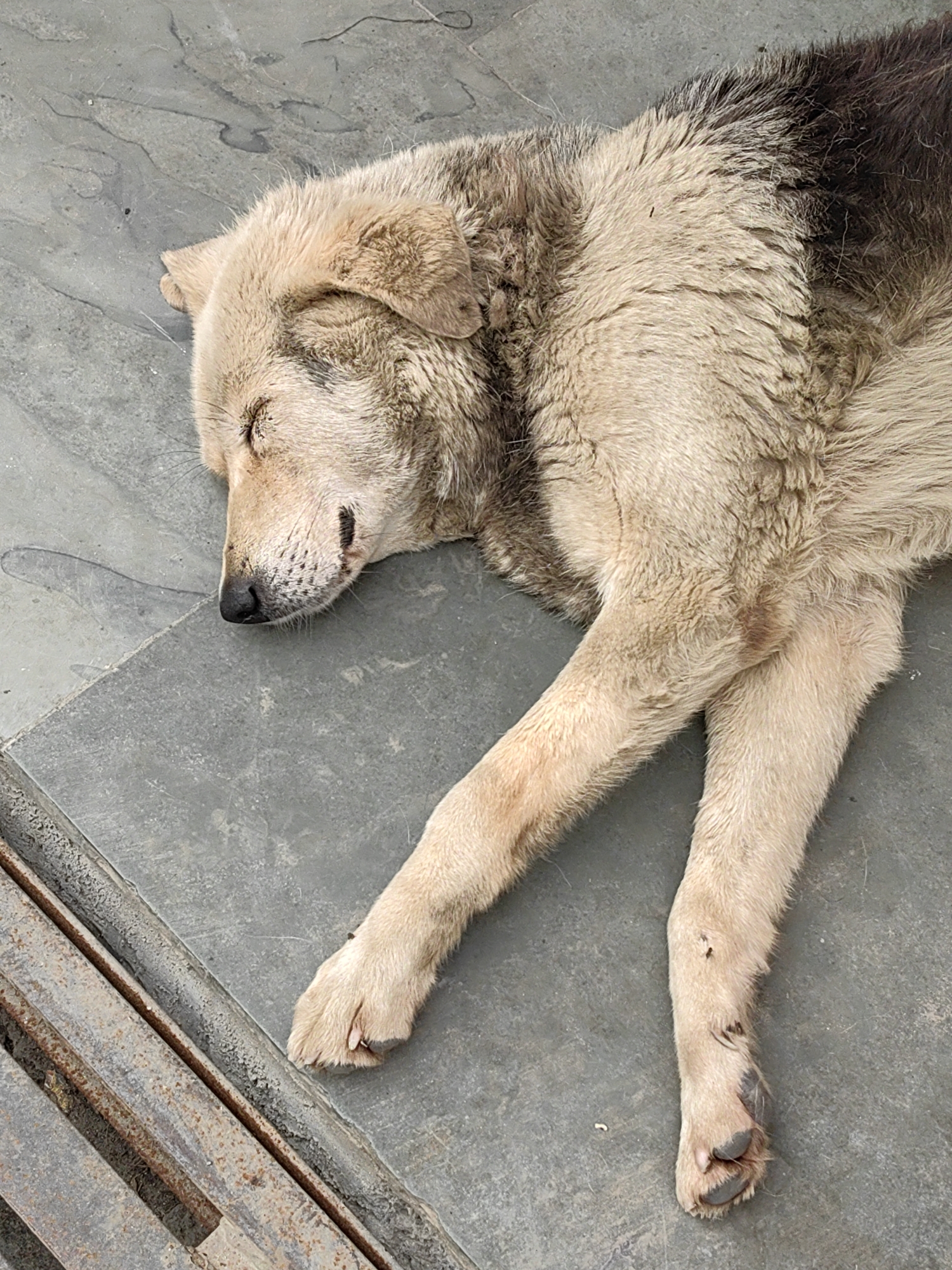 Manali streets: donkeys, dogs, temples, and mountain town traffic