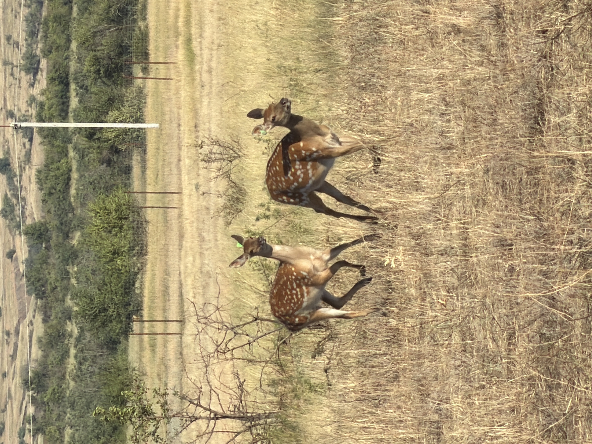 Spotted deer herd grazing at a managed site in rural Russia