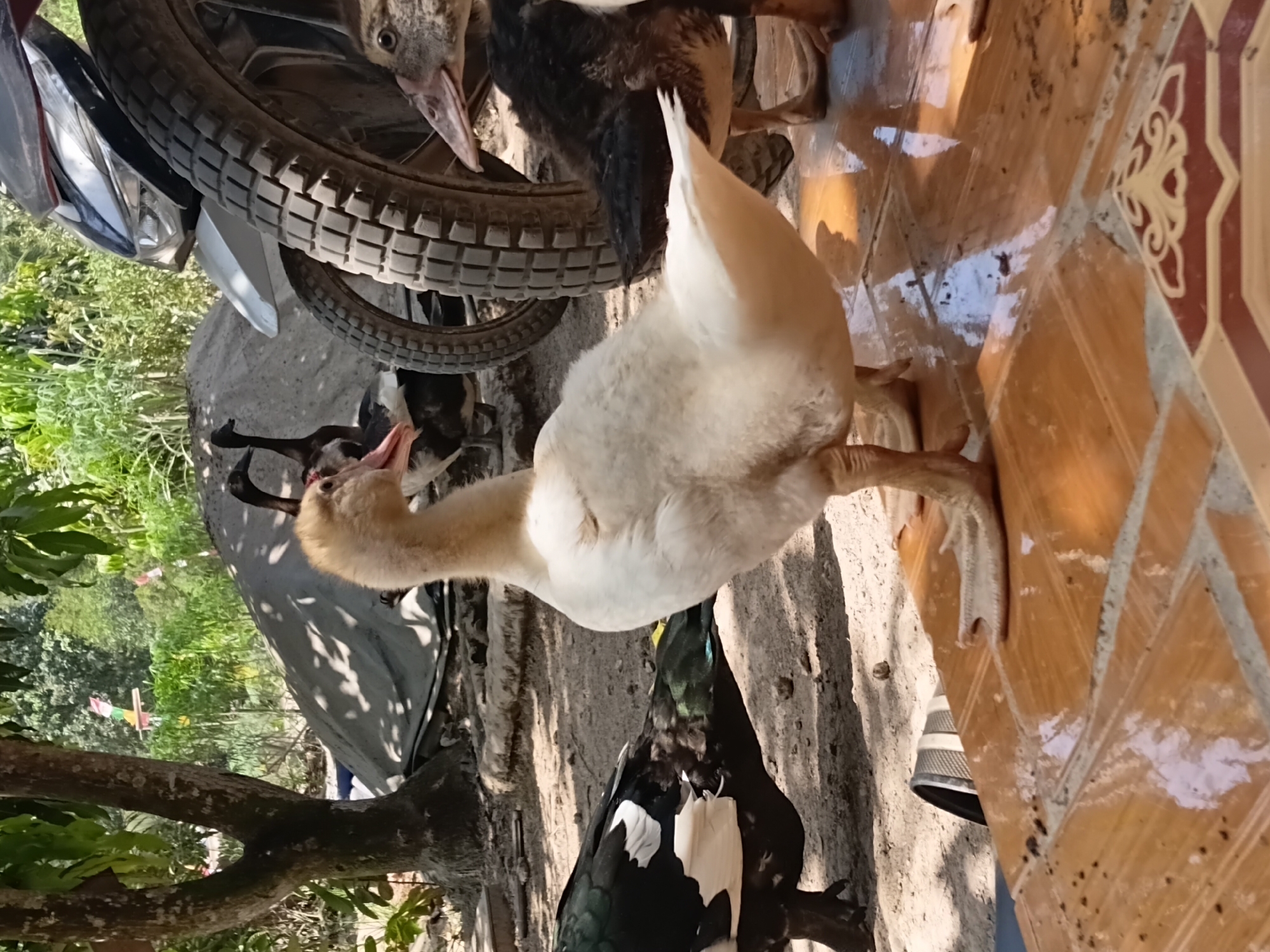 Muscovy ducks and a chick in a Margo Rukun yard