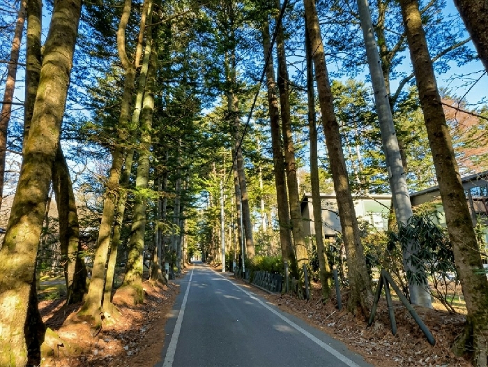 Woman poses on tree-lined street in Karuizawa, Japan