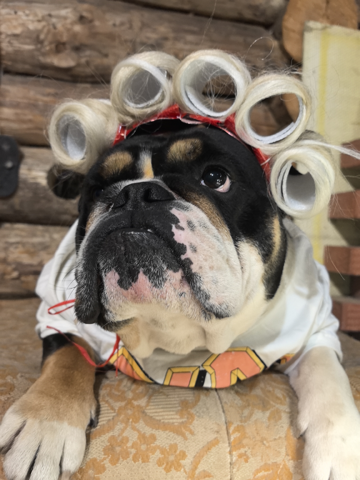Costumed bulldog with hair rollers photographed in Russian home