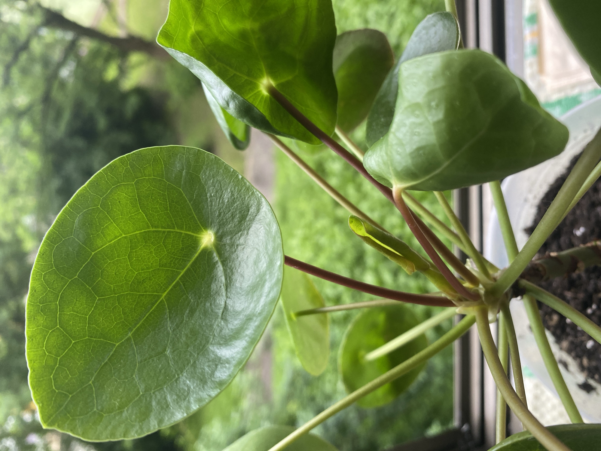 Botanical photography session documents plants in Brovary, Ukraine