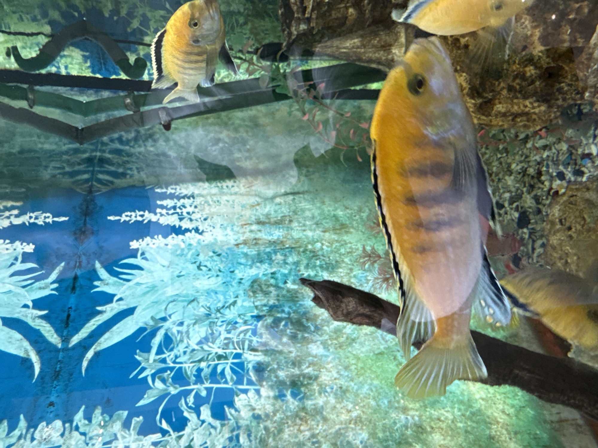 Cichlids, pigeons, and summer greenery in Izhevsk