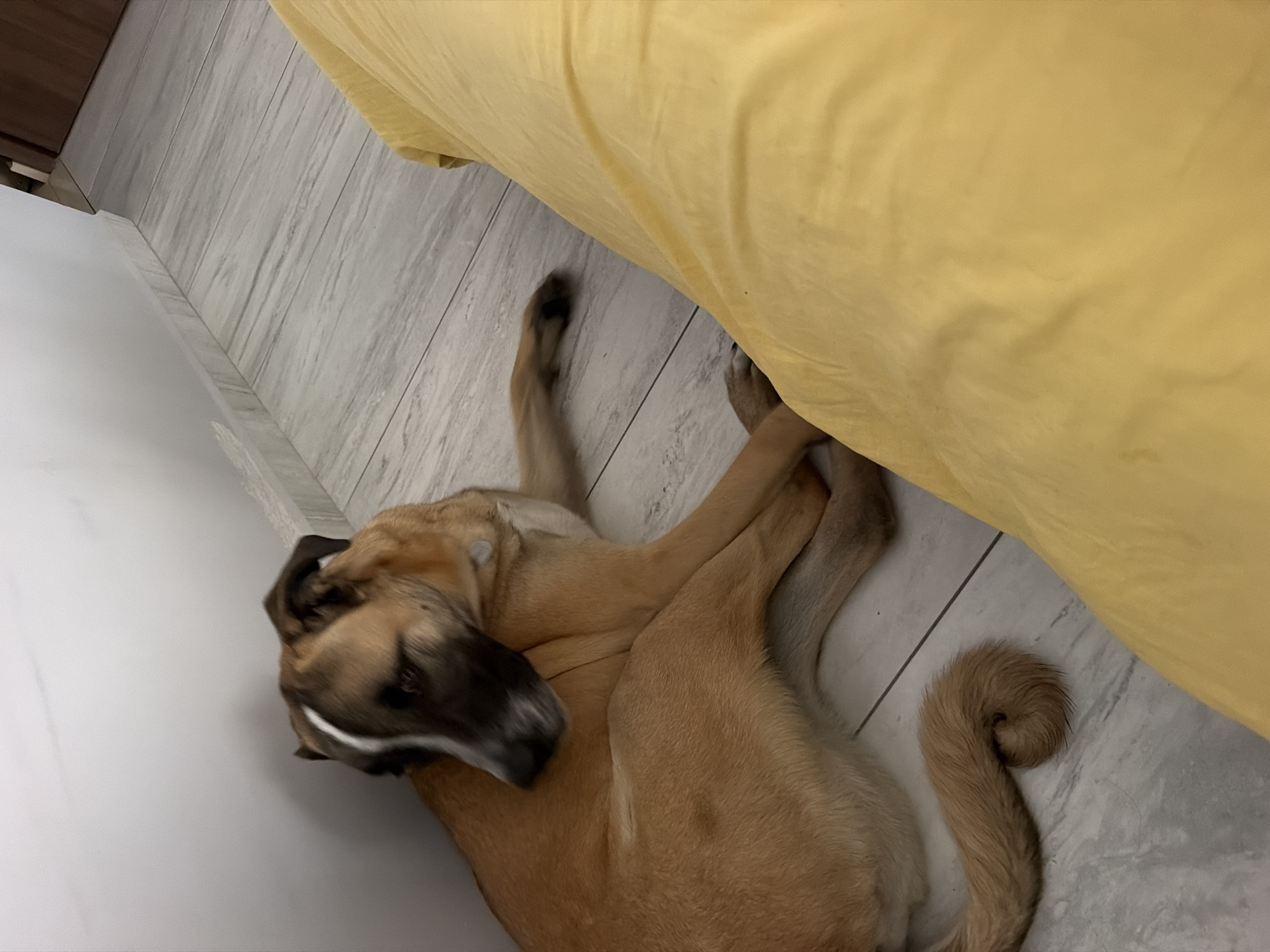 Dog rests indoors on tile floor in Santa Clara Ocoyucan