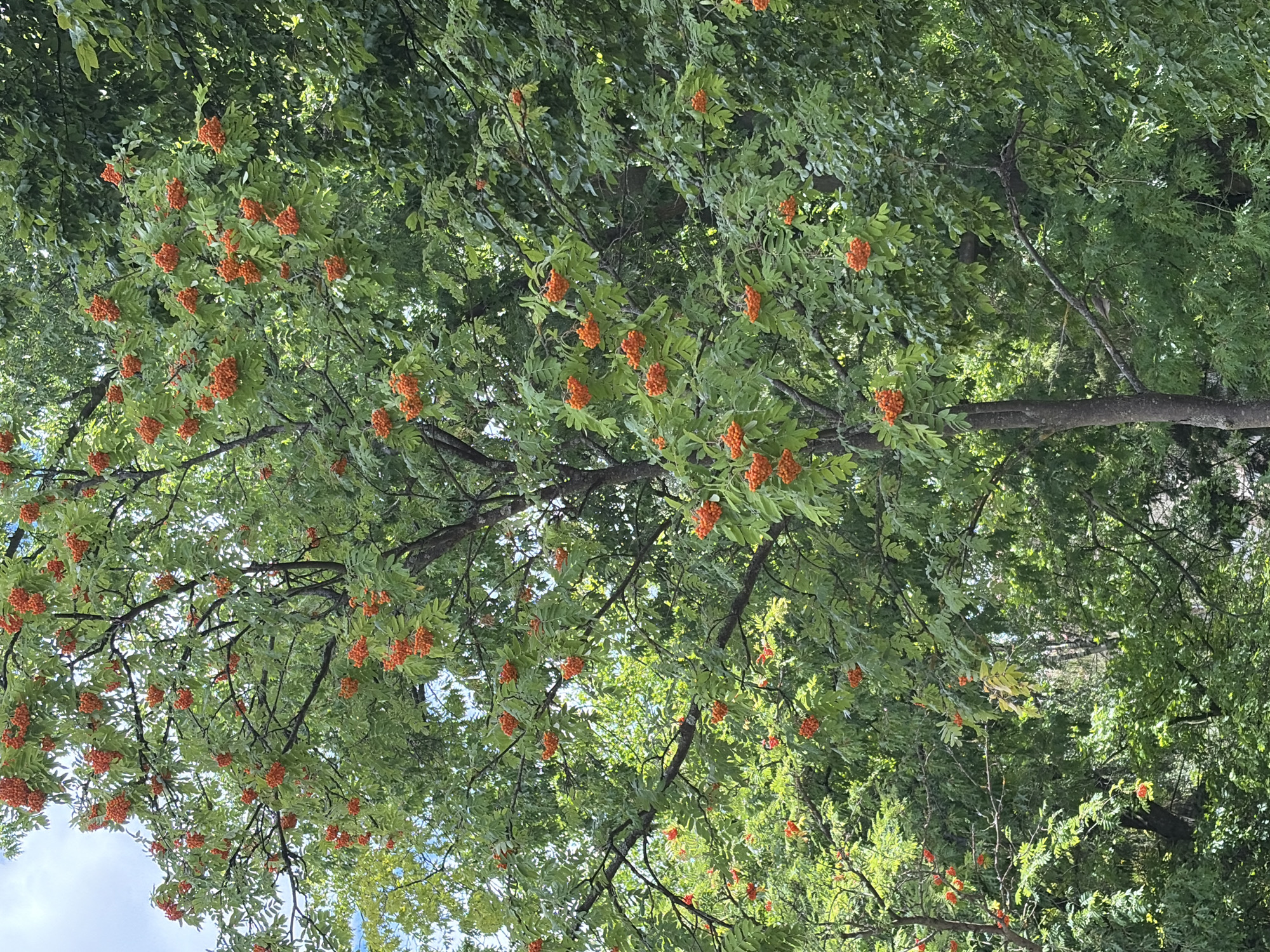 Wandering a green campus with buildings, trees, and local details