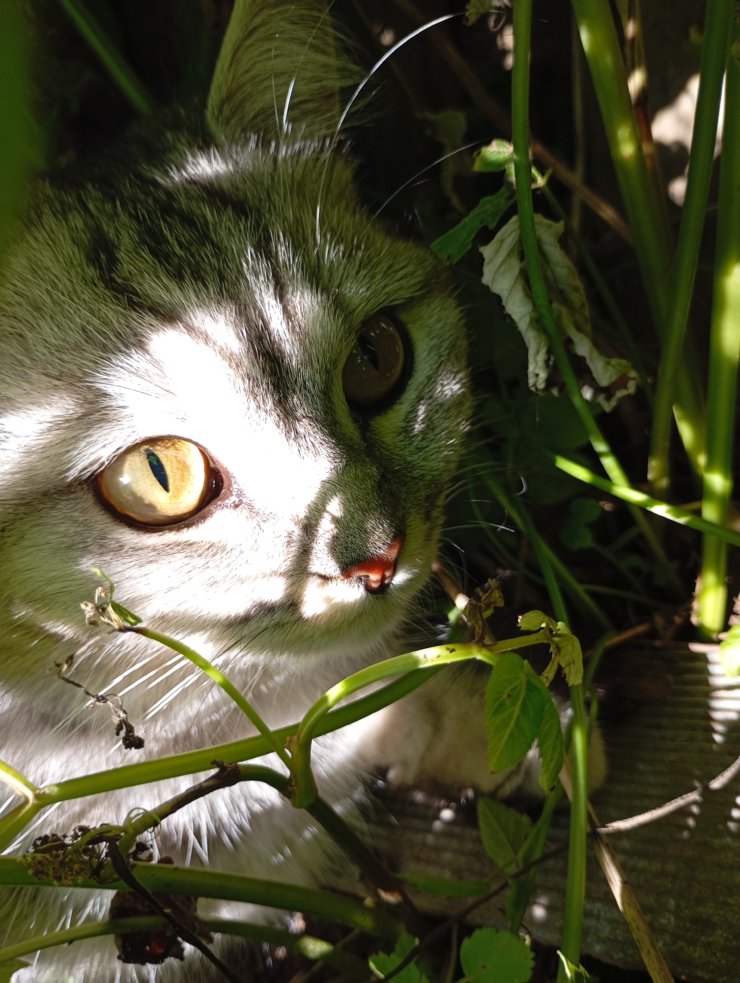 Cats, kittens, and garden wildlife in a Russian backyard