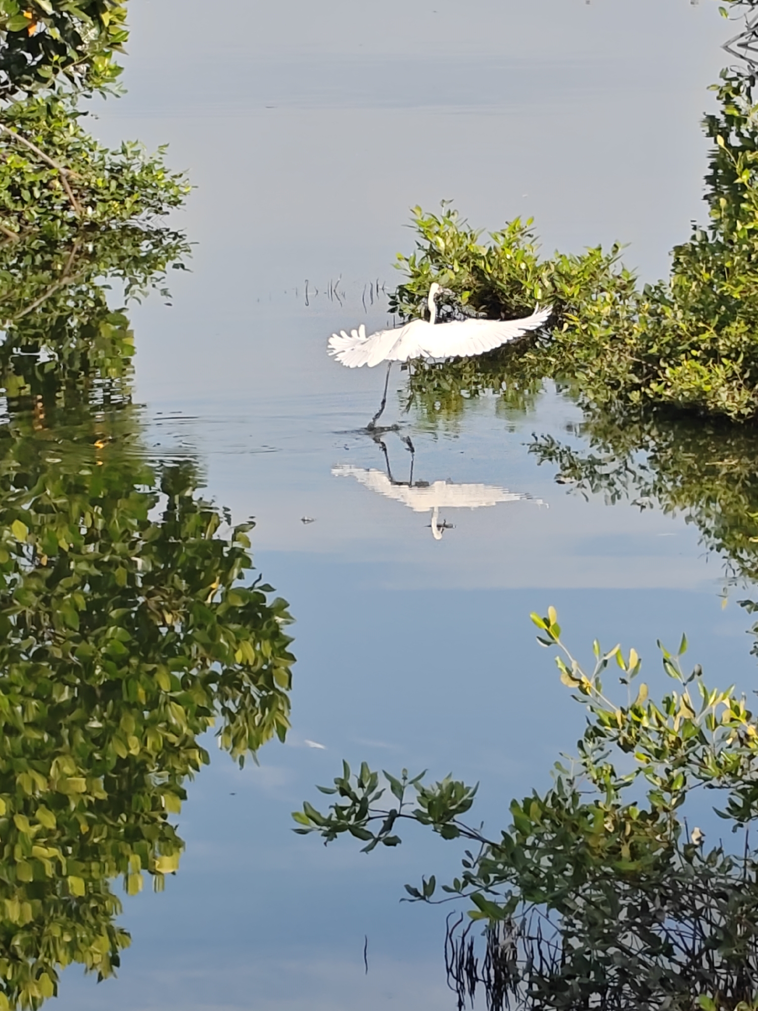 White egrets observed in Indonesian mangrove wetlands