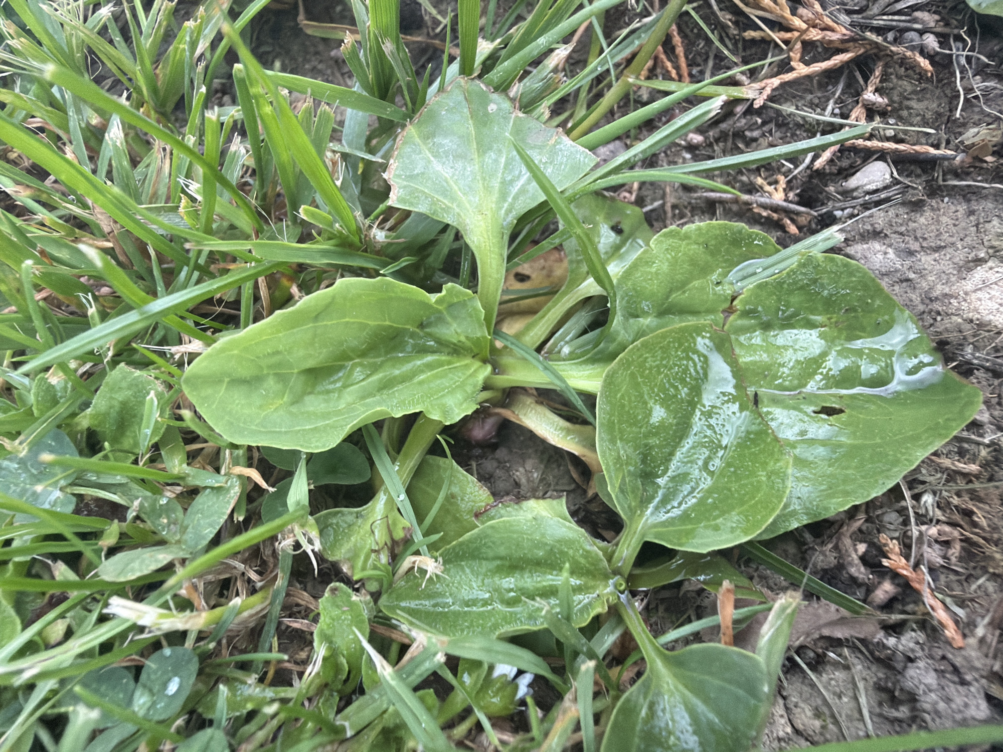 Botanical survey and weather documentation recorded in Męcina, Poland