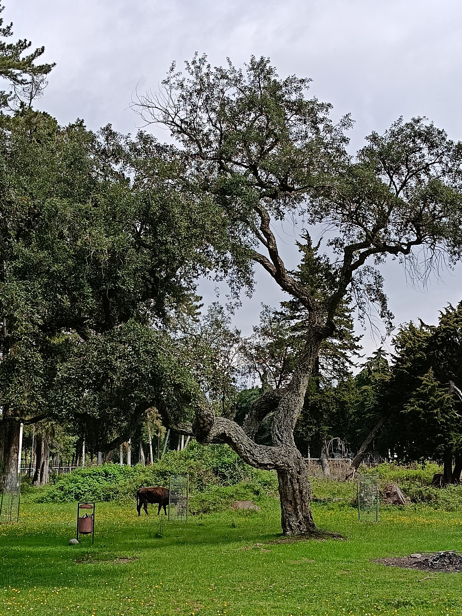 Park scene documented in Gulrypsh featuring trees and flowers