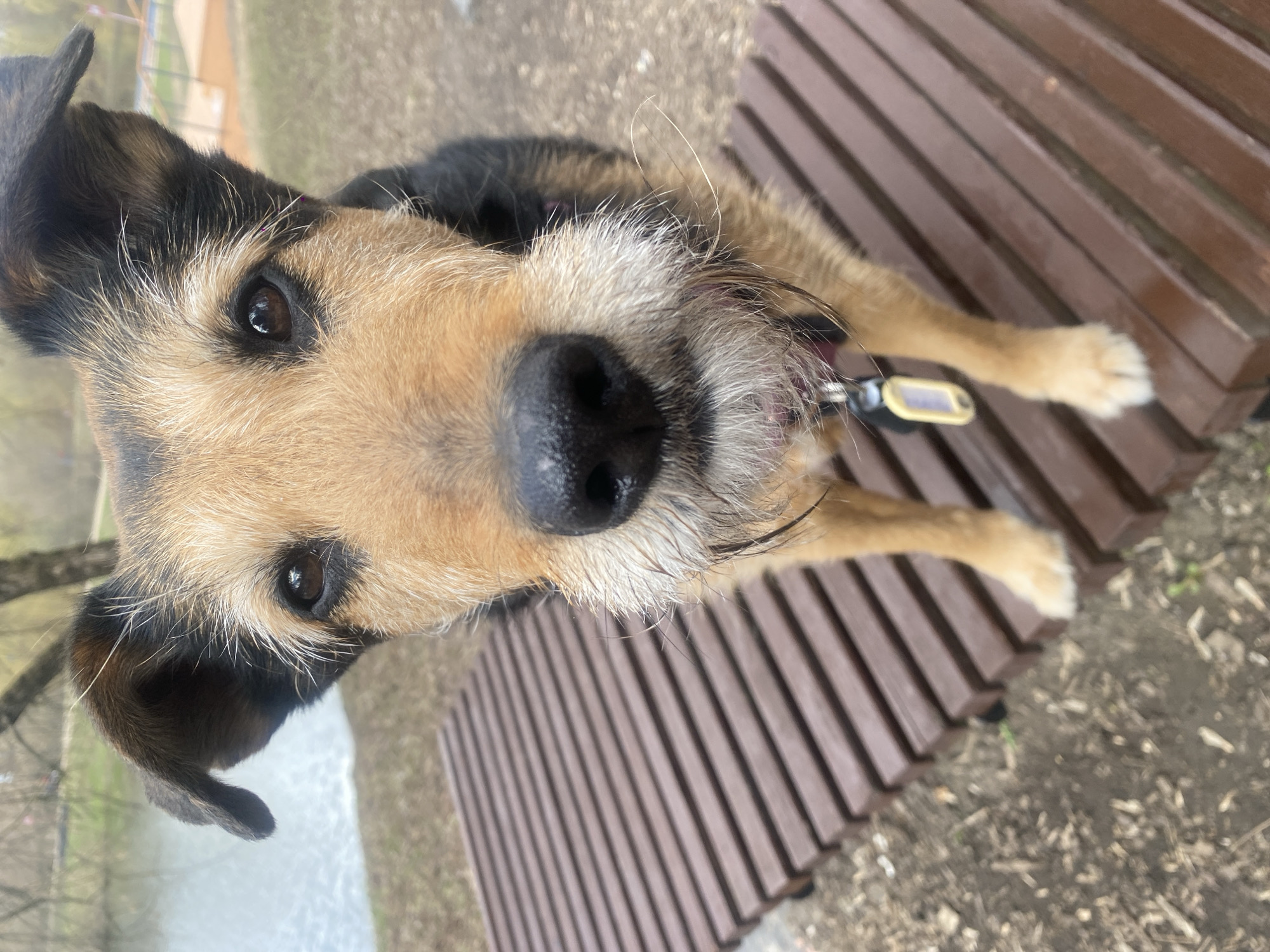 Two dogs spotted in Moscow park near waterway