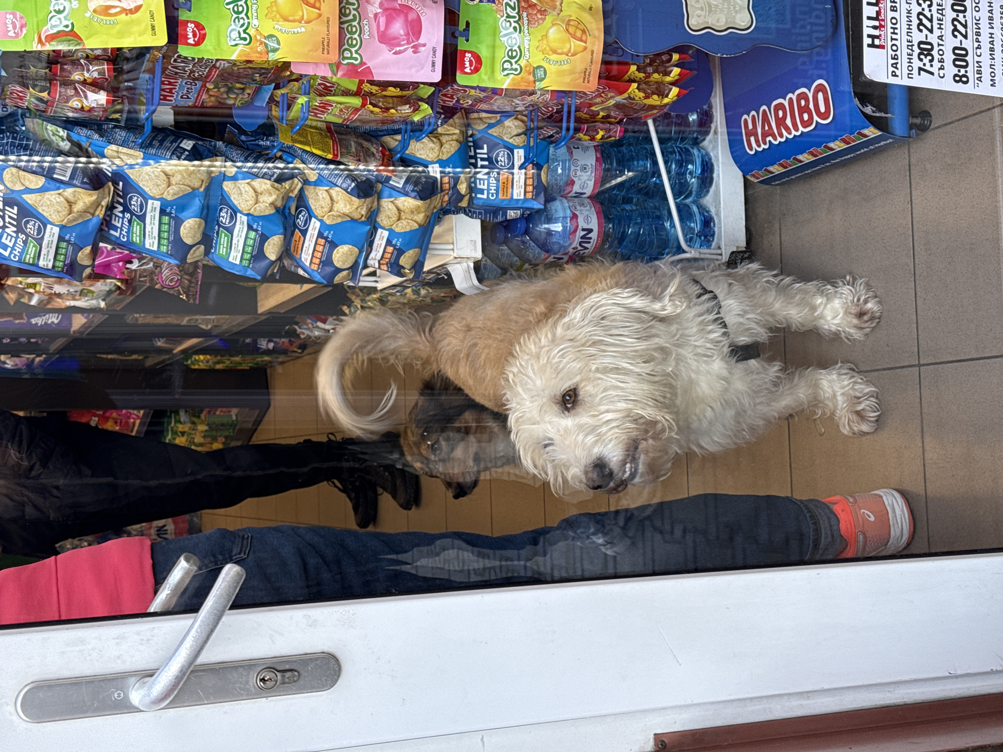 Dog rests inside Sofia shop near snack display case
