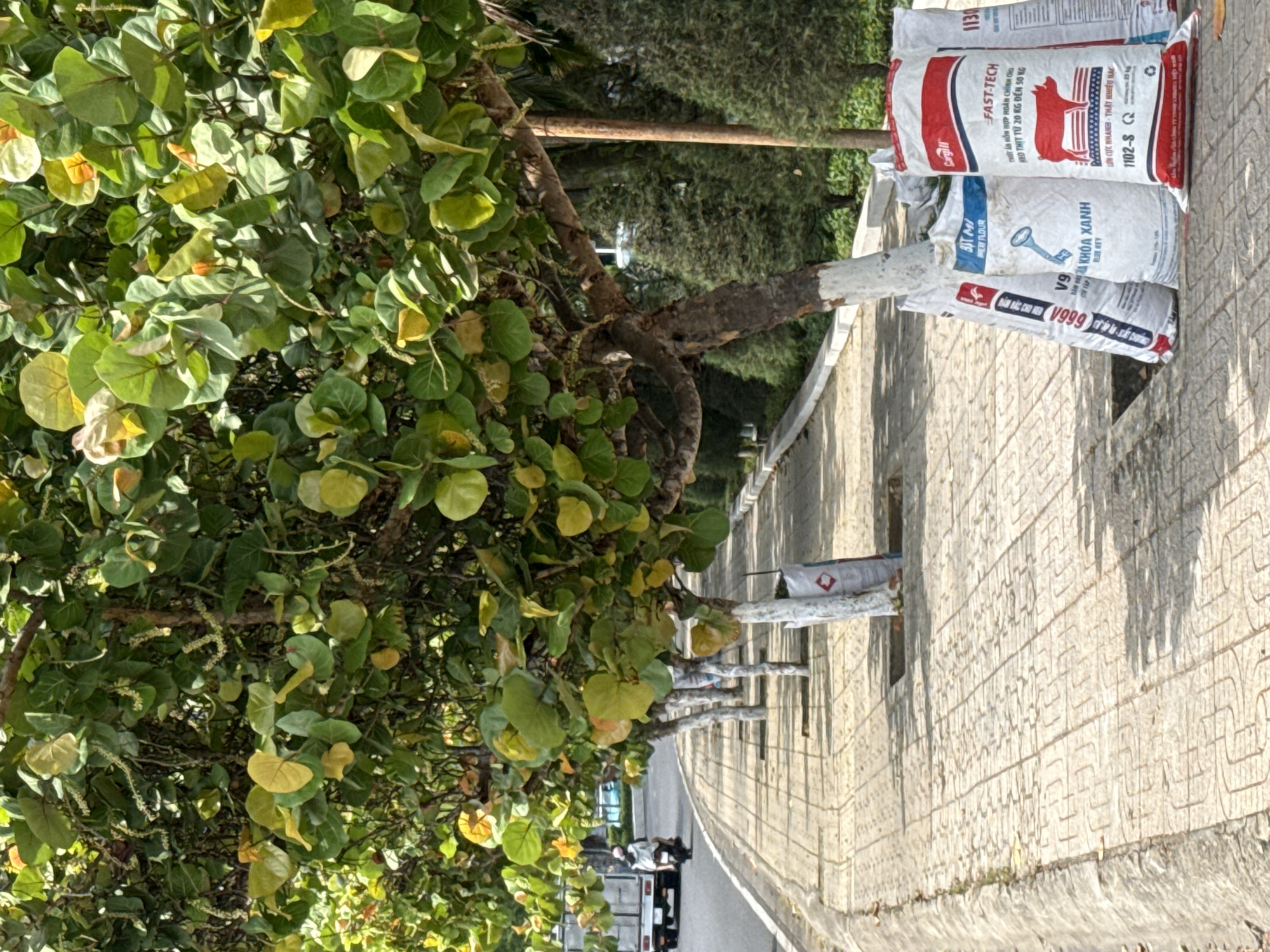 Morning street life documented in Bac Nha Trang Ward